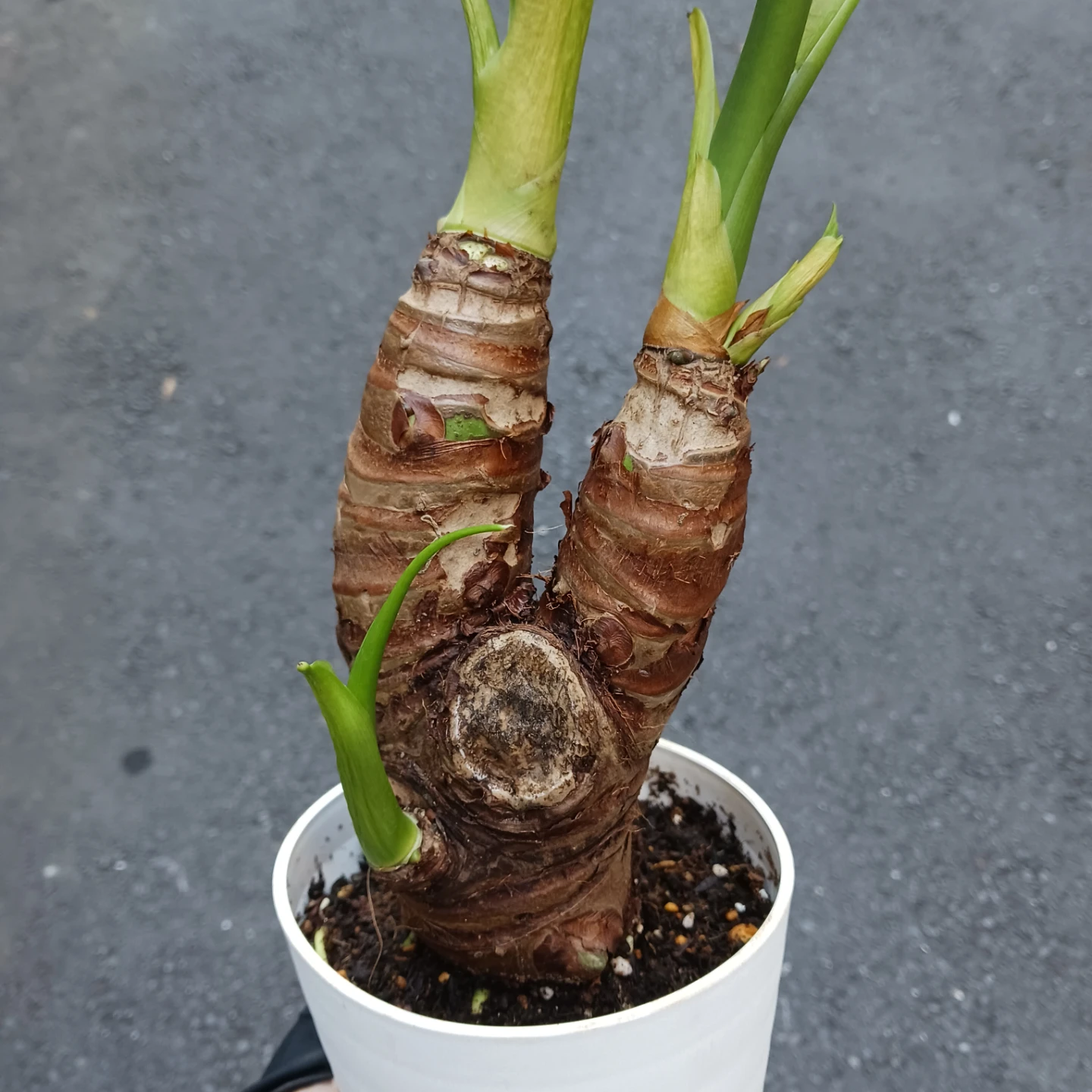 クワズイモ　4号　観葉植物　アロカシア　オドラの写真5枚目