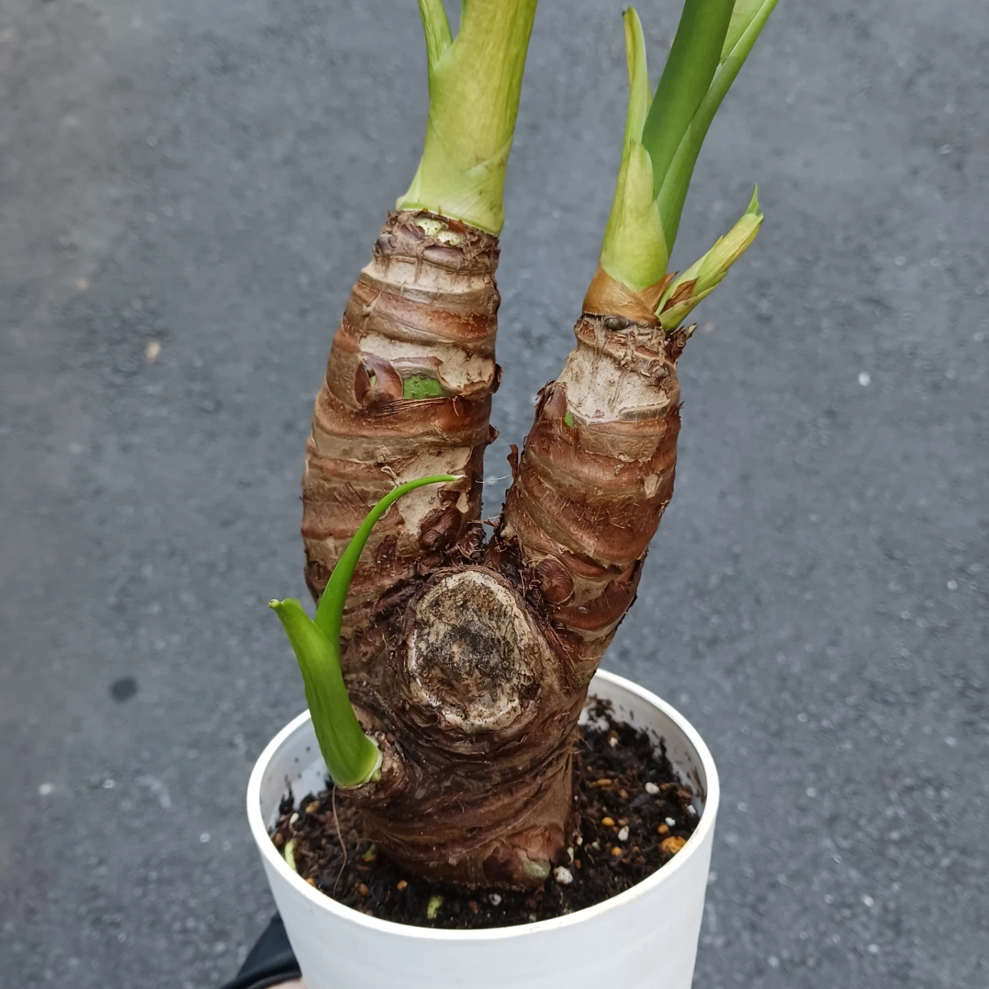 クワズイモ 4号 観葉植物 アロカシア オドラの写真5枚目