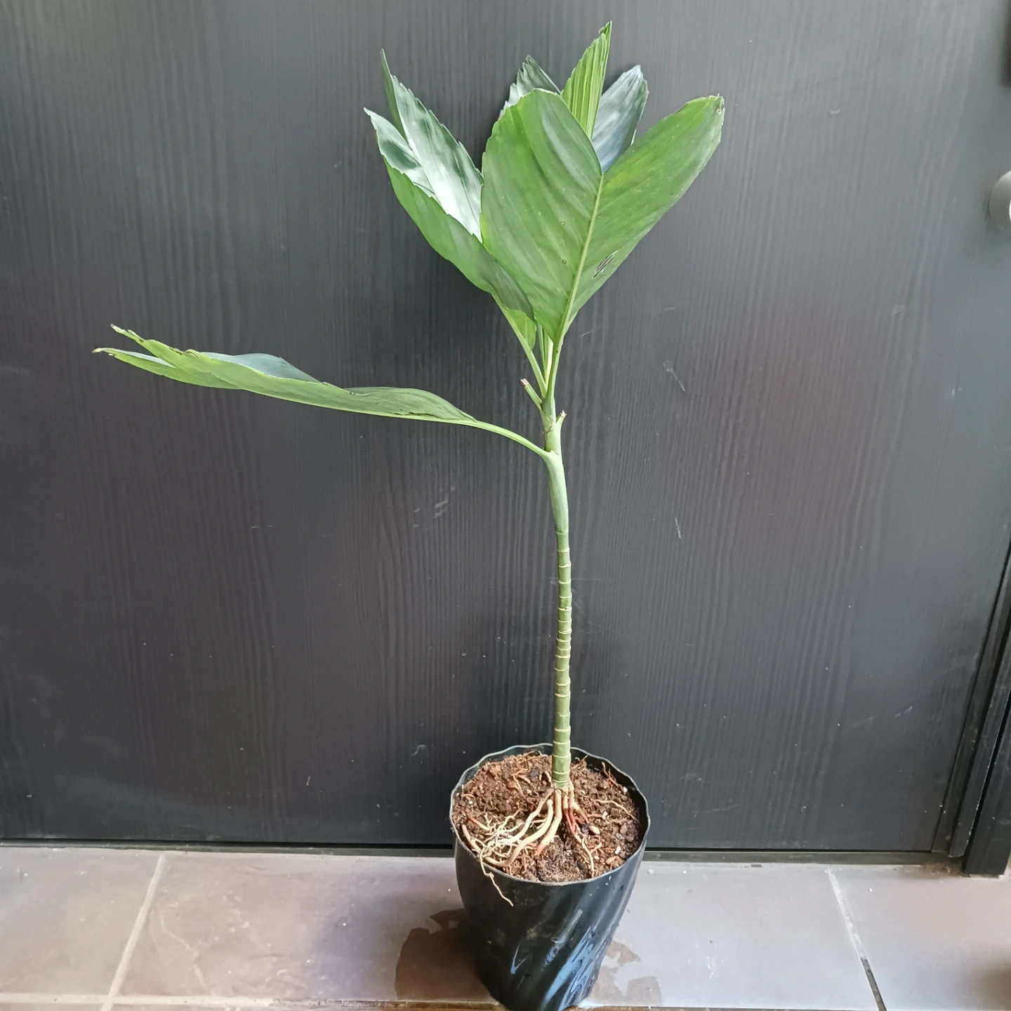 まとめ買い対象★レア★6 テネラ 5号 根上がり チャメドレア 観葉植物の写真2枚目