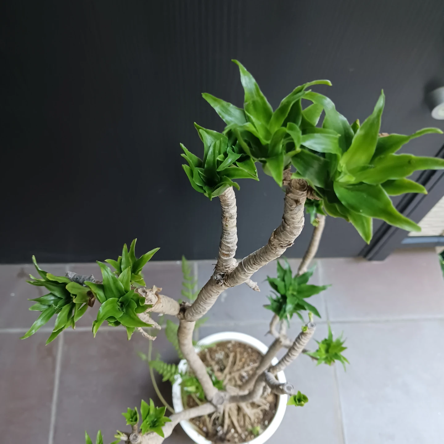 まとめ割り対象★ドラセナ コンパクタ 7号　観葉植物の写真9枚目