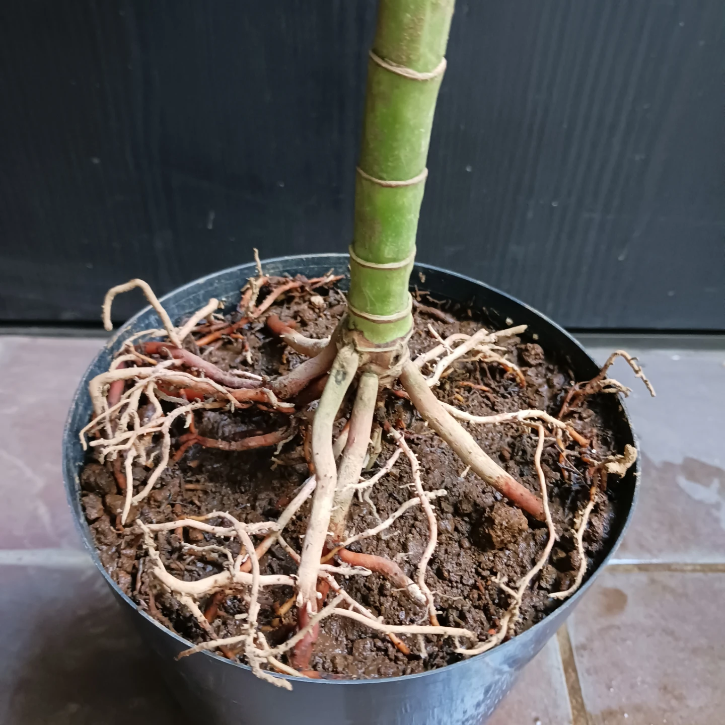 まとめ買い対象★レア★ 8 テネラ　5号相当　ヤシ　観葉植物の写真8枚目