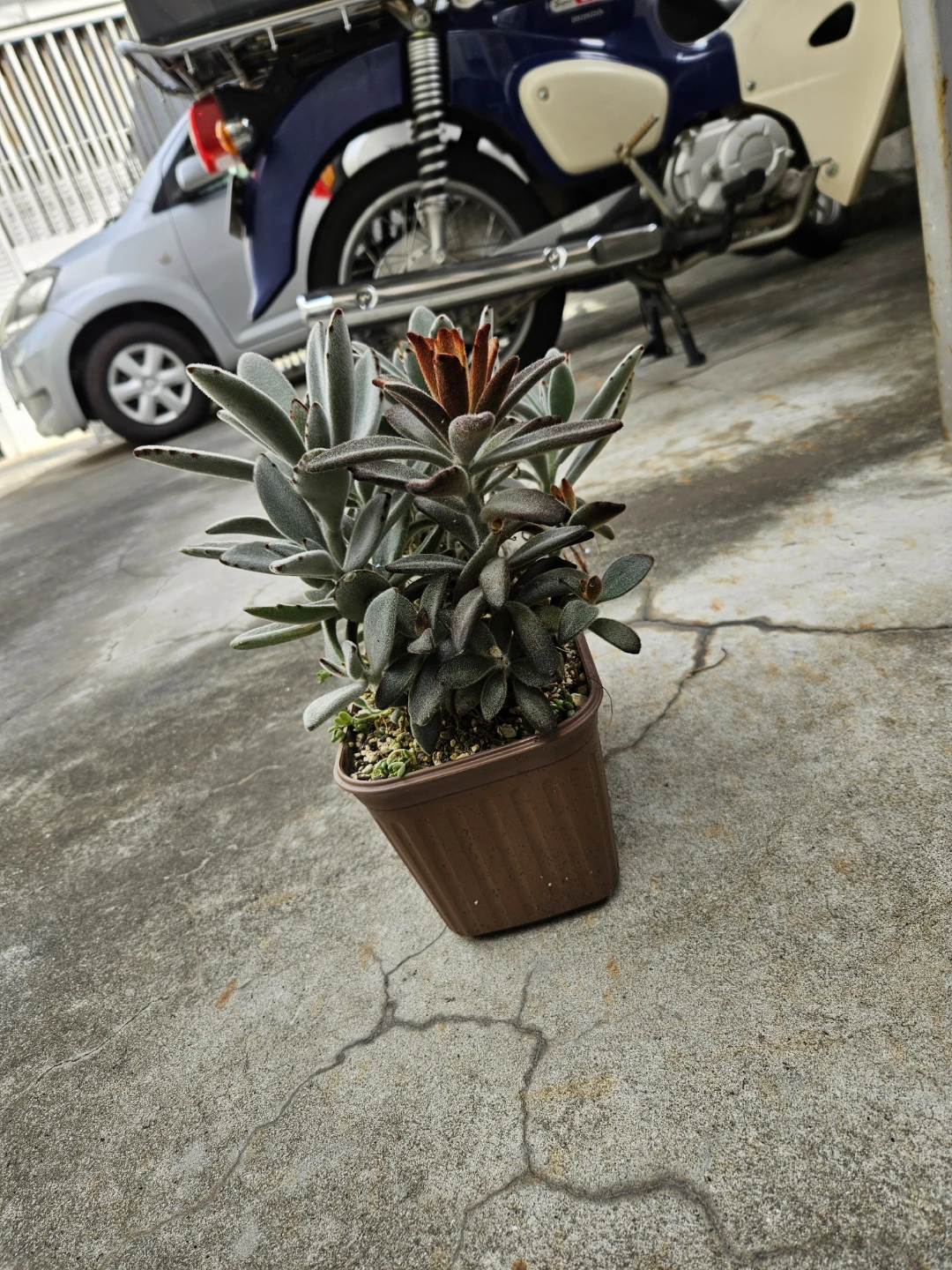 兎系　 寄せ植え  多肉植物の写真7枚目
