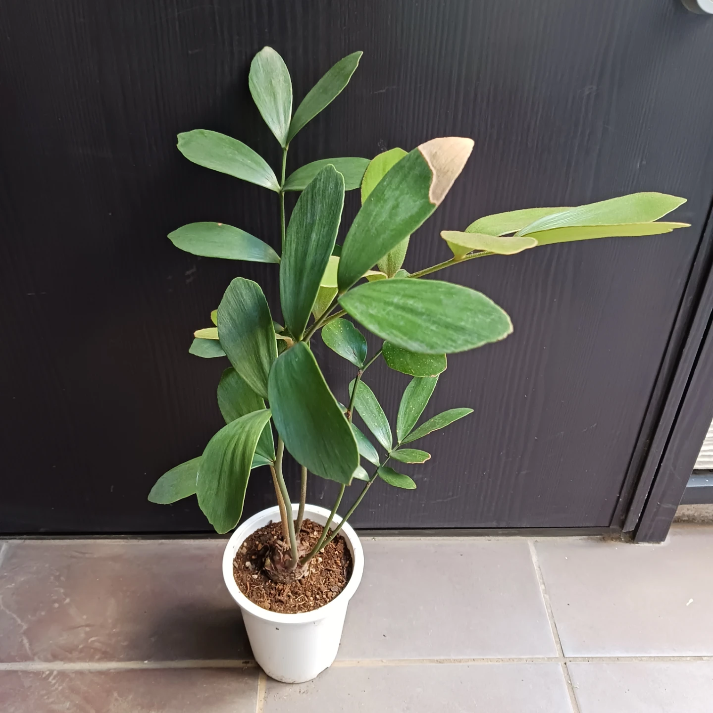 メキシコソテツ　ザミア　4号　観葉植物の写真2枚目