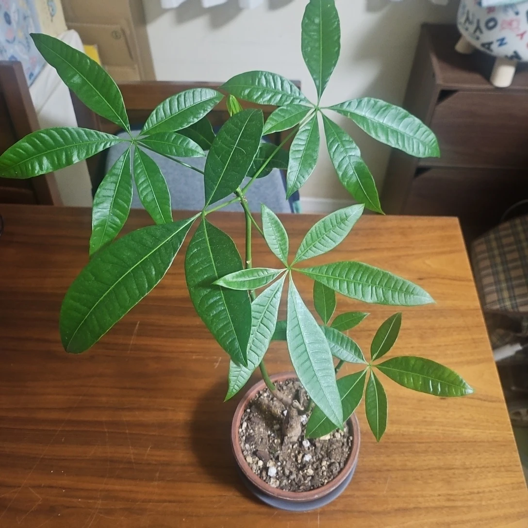 ◽パキラ◽観葉植物◽鉢植え