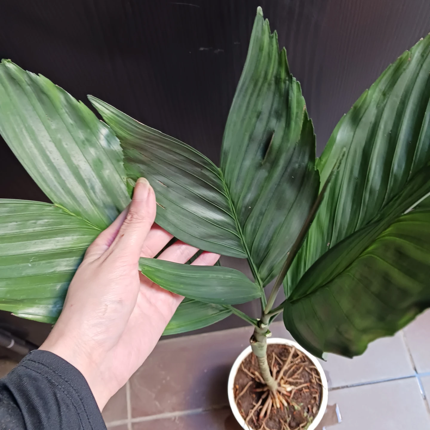 まとめ買い対象★レア★3 テネラ　根上がり 6号　ヤシ　観葉植物の写真7枚目