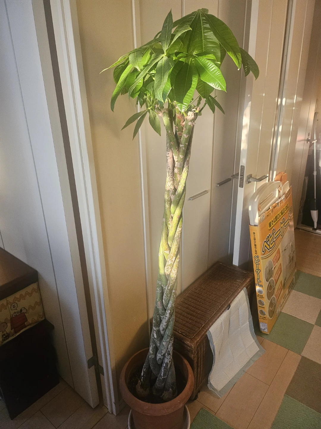 ◽大型パキラ◽編み込み◽観葉植物