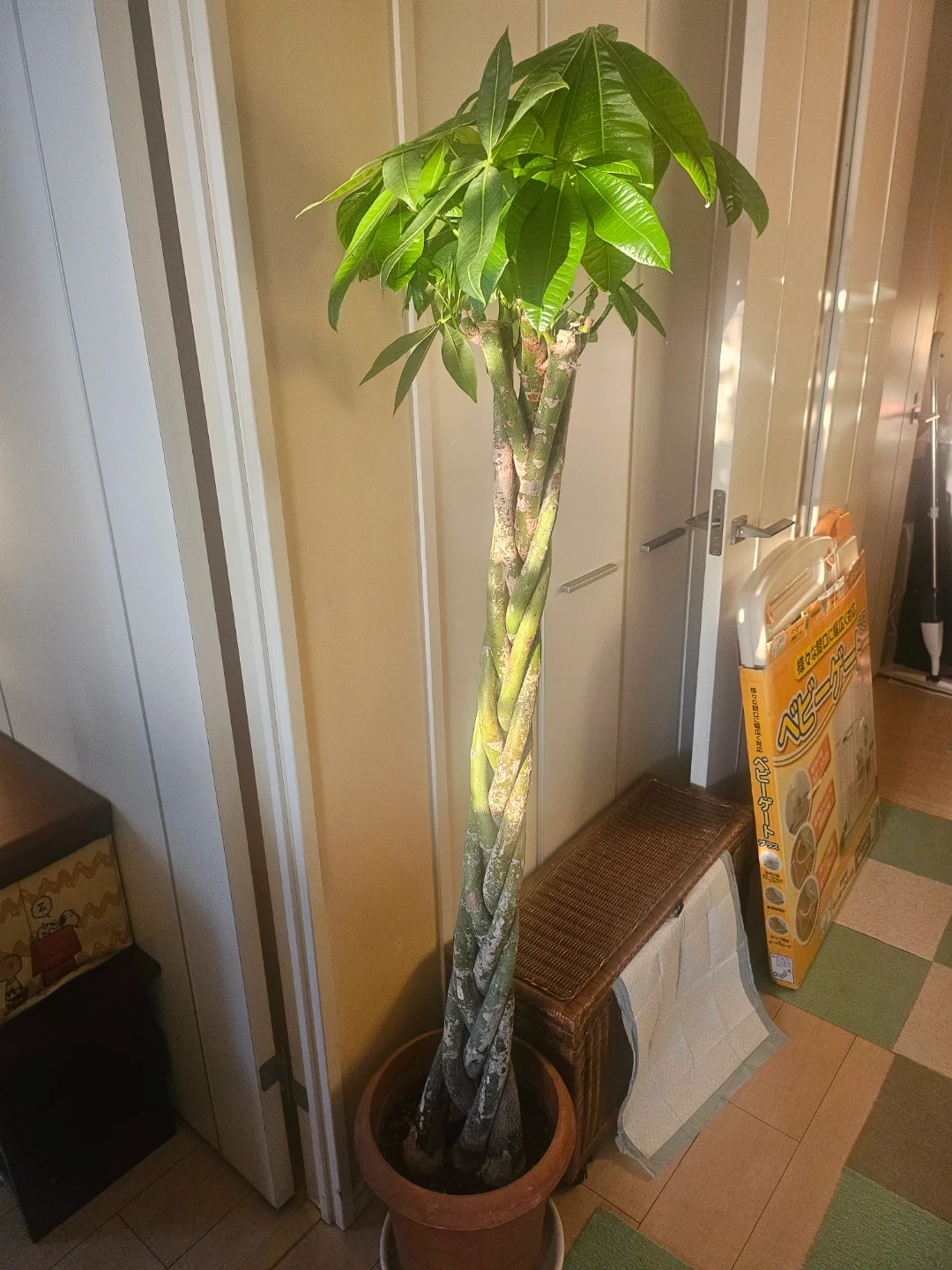 ◽大型パキラ◽編み込み◽観葉植物
