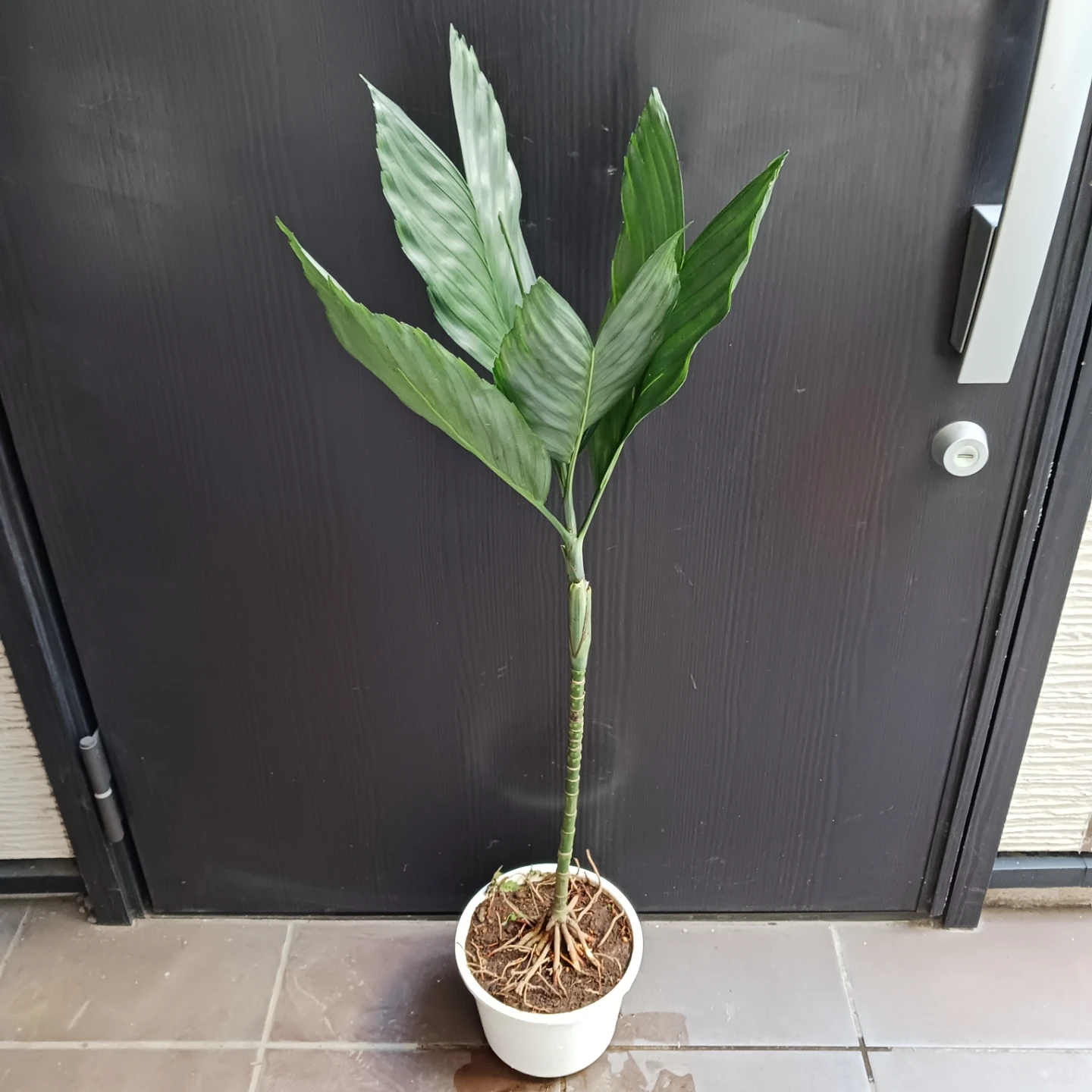 まとめ買い対象★レア★3 テネラ　根上がり 6号　ヤシ　観葉植物