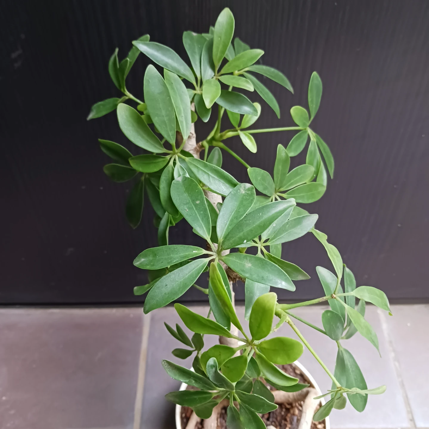 シェフレラ コンパクタ　5号　観葉植物の写真6枚目