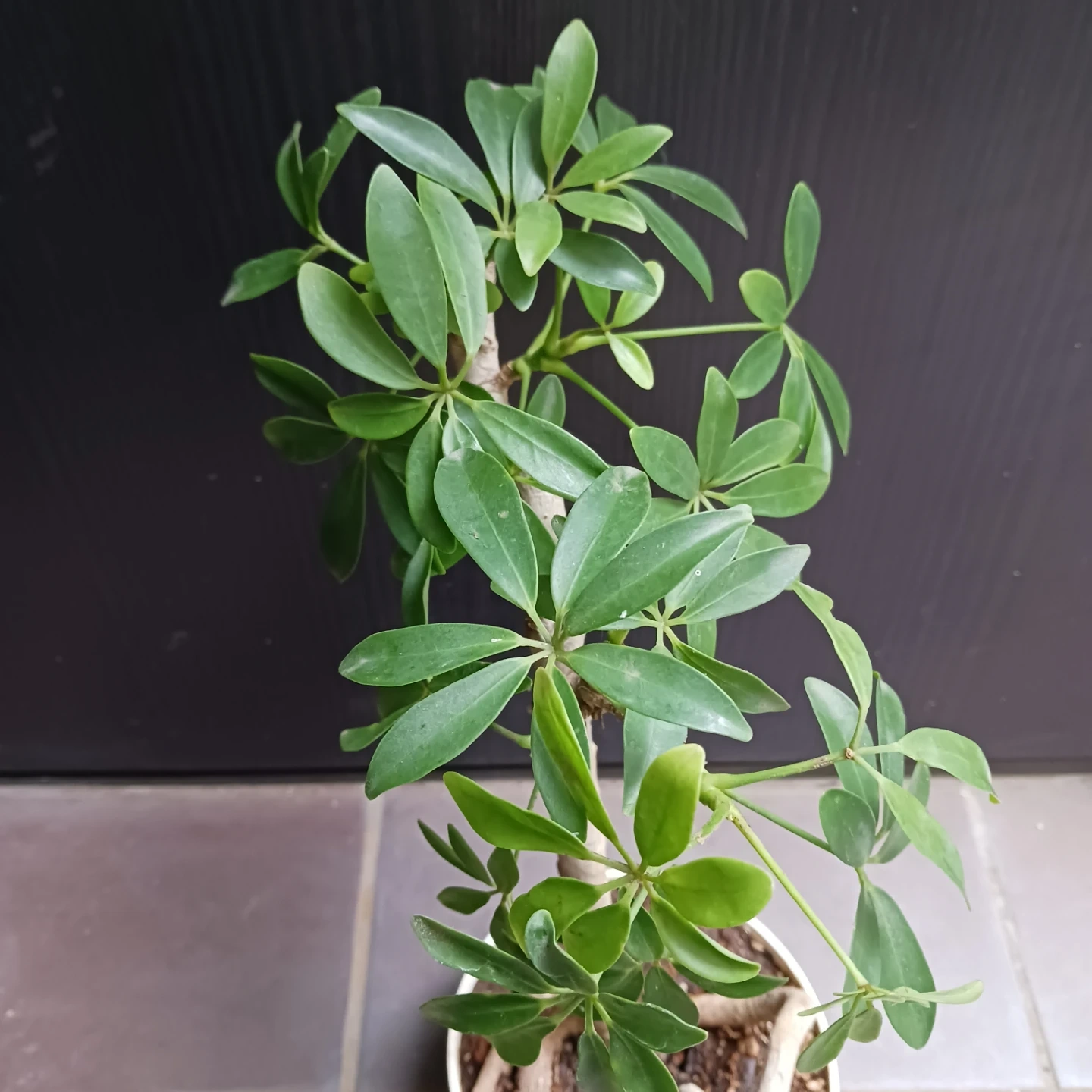 シェフレラ コンパクタ 5号 観葉植物の写真6枚目