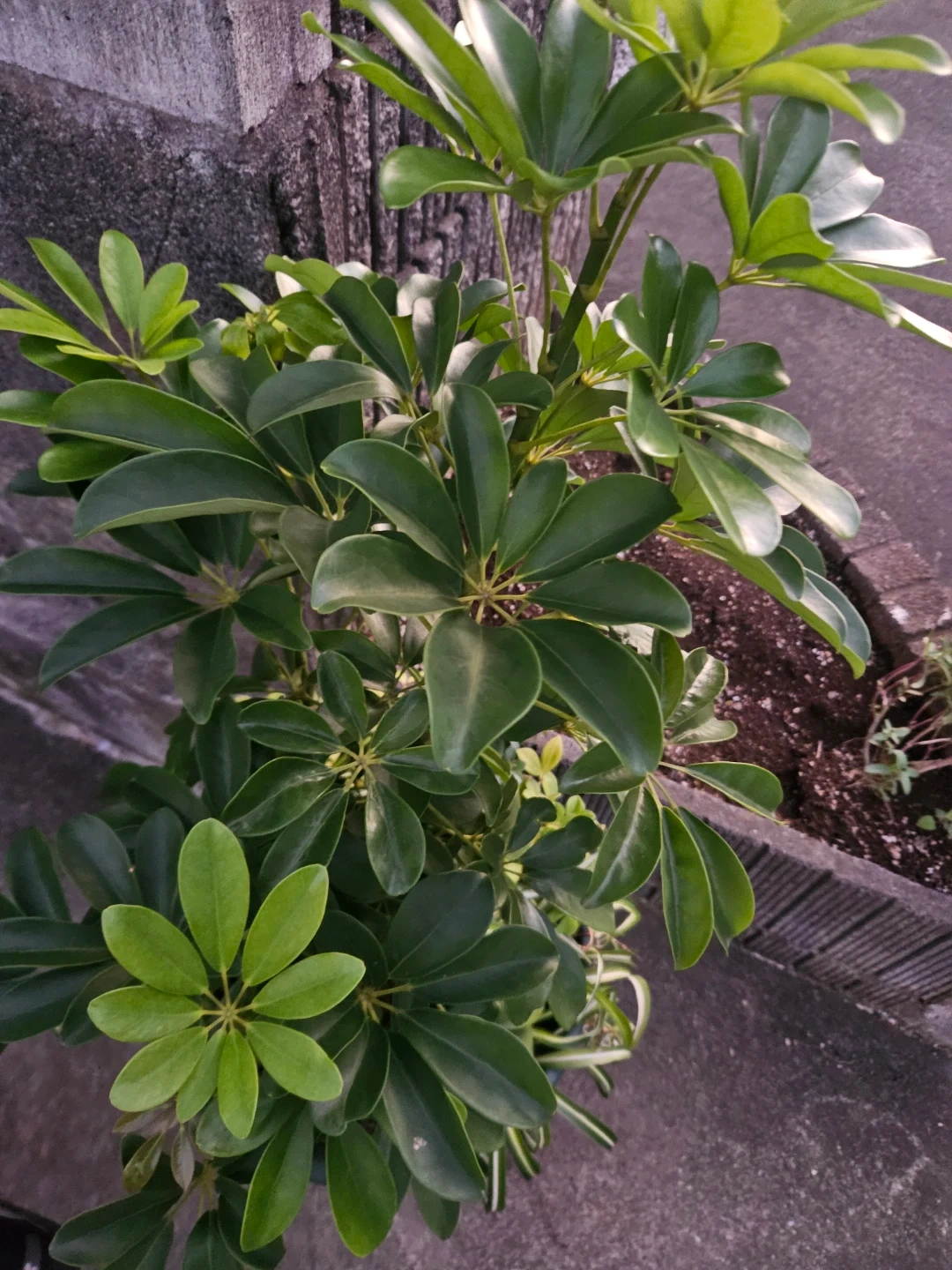 シェフレラ 観葉植物 寄せ植えの写真3枚目