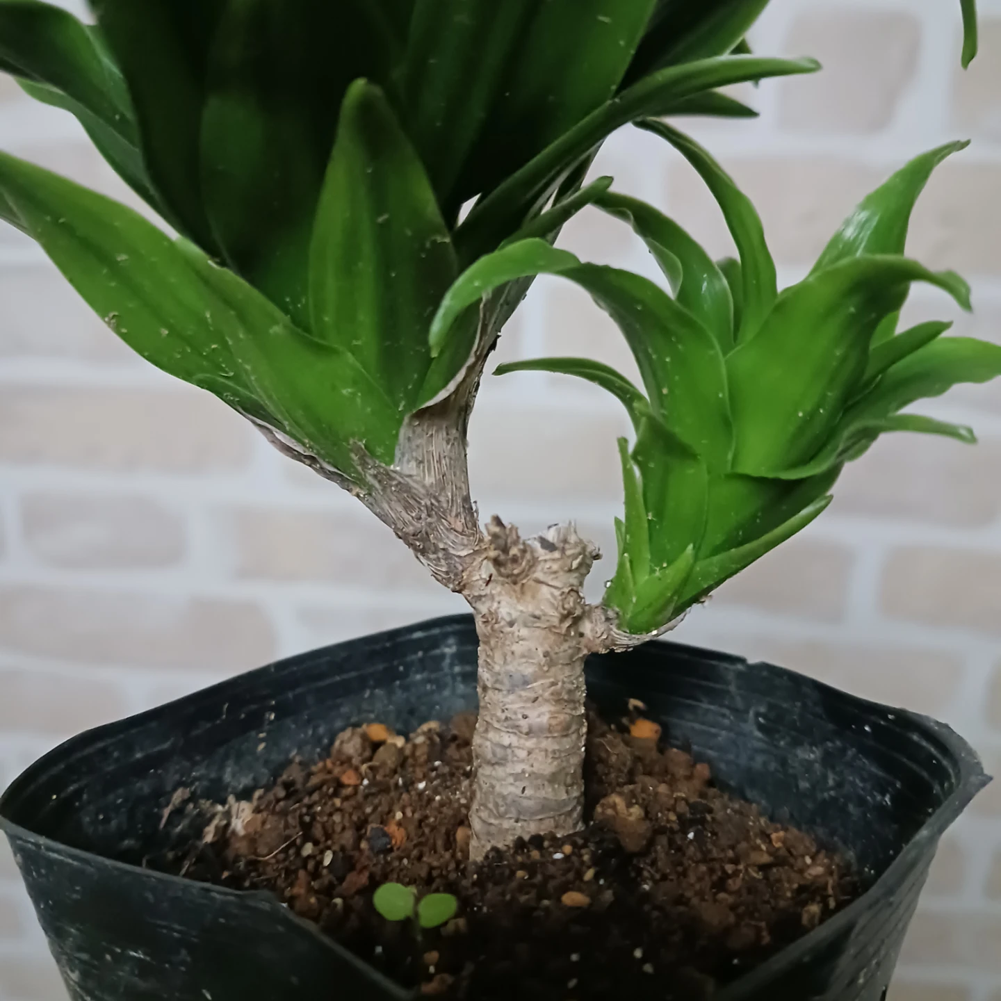 ドラセナ コンパクタ 3号 ポット苗　観葉植物の写真5枚目