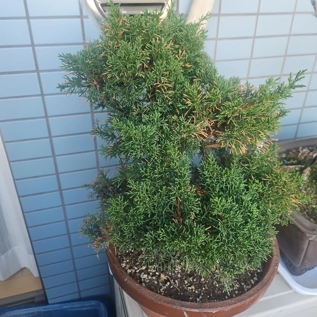 ◽真柏◽盆栽 ◽の写真5枚目