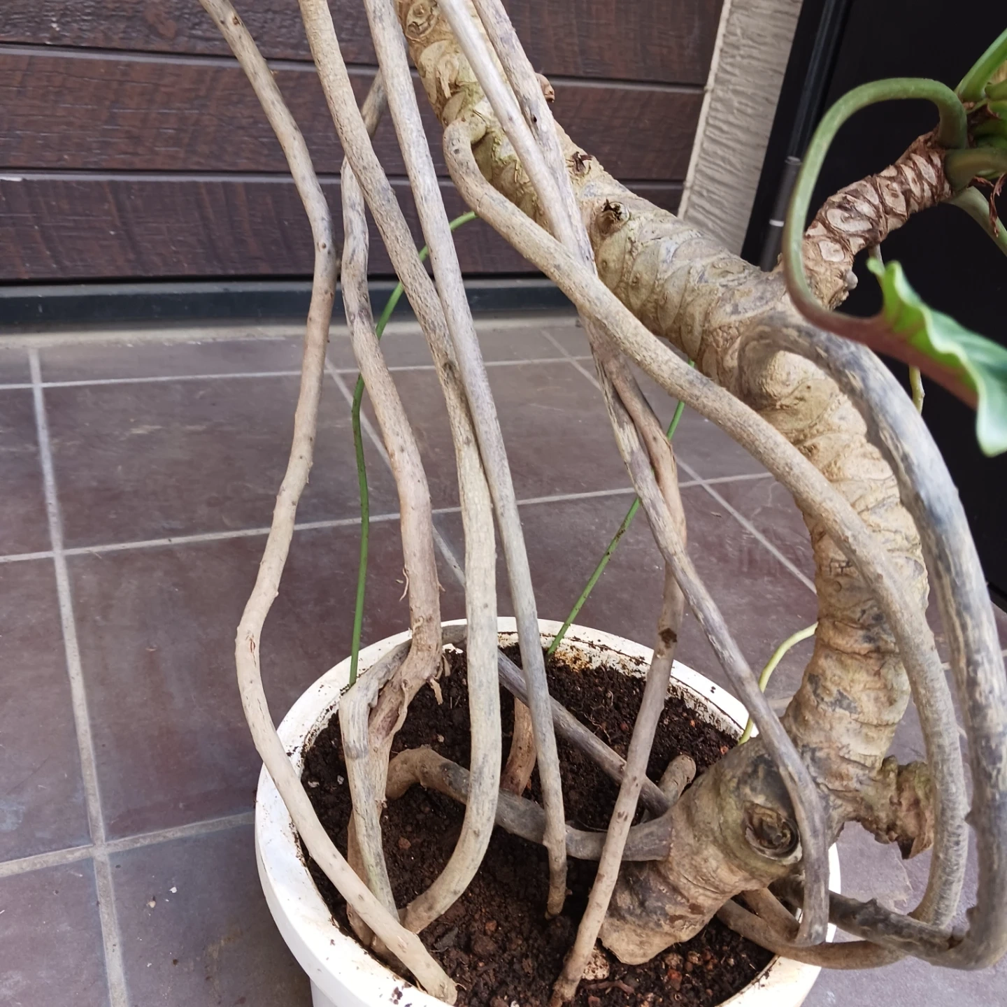 まとめ買い対象★9 クッカバラ 8号 幹上がり 幹立ち 個性的 観葉植物の写真7枚目