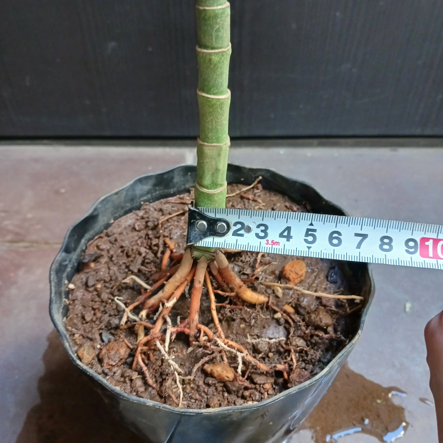 まとめ買い対象★レア★5 根上がり テネラ 5号 ヤシ 観葉植物の写真7枚目