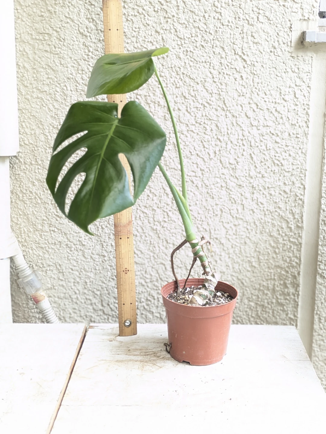モンステラ 観葉植物の写真2枚目