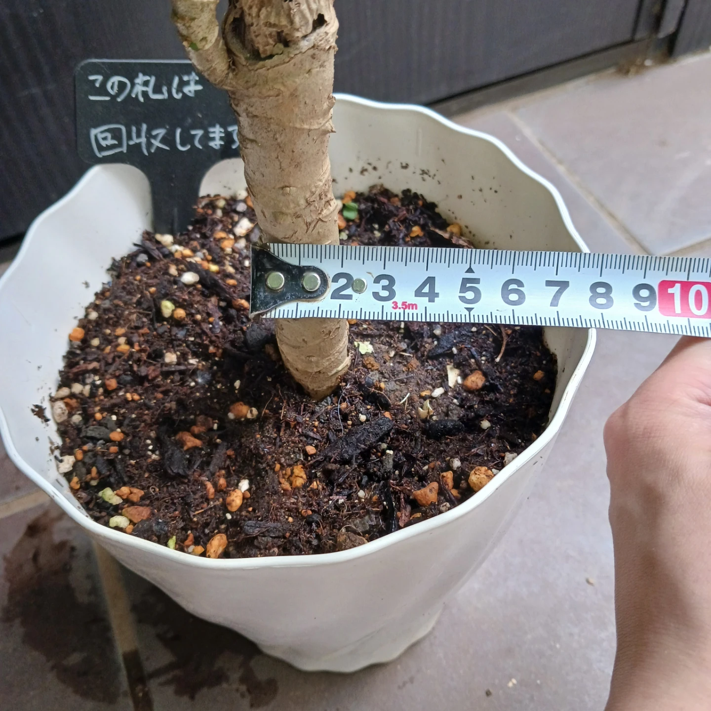 レア★10 トラベシア　パルマータ　5号　観葉植物　希少の写真10枚目