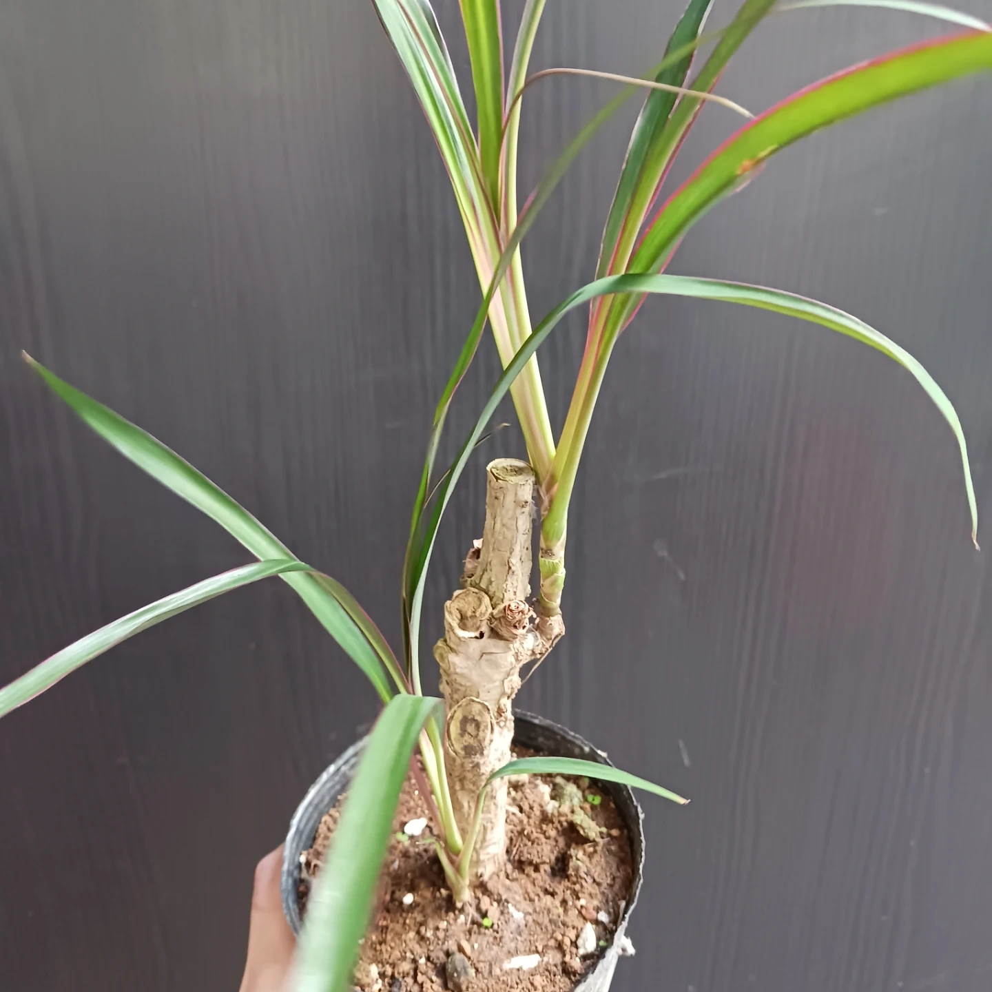 希少★1 コルジリネ 3.5号 観葉植物の写真7枚目