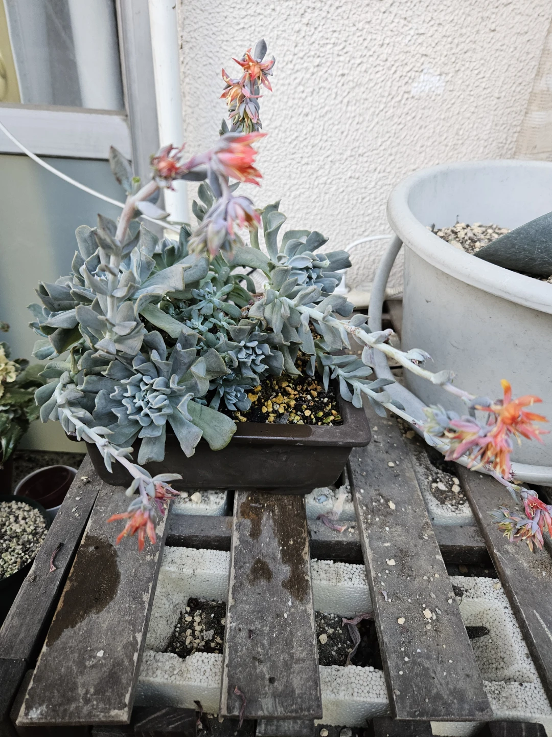 多肉植物　ドップラーの写真2枚目
