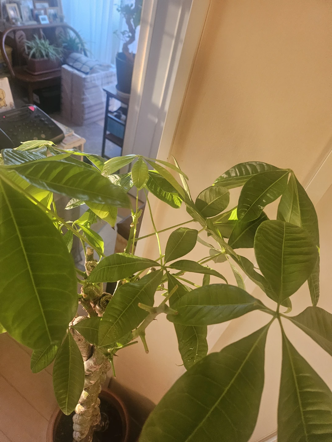 ◽大型パキラ◽編み込み◽観葉植物の写真6枚目