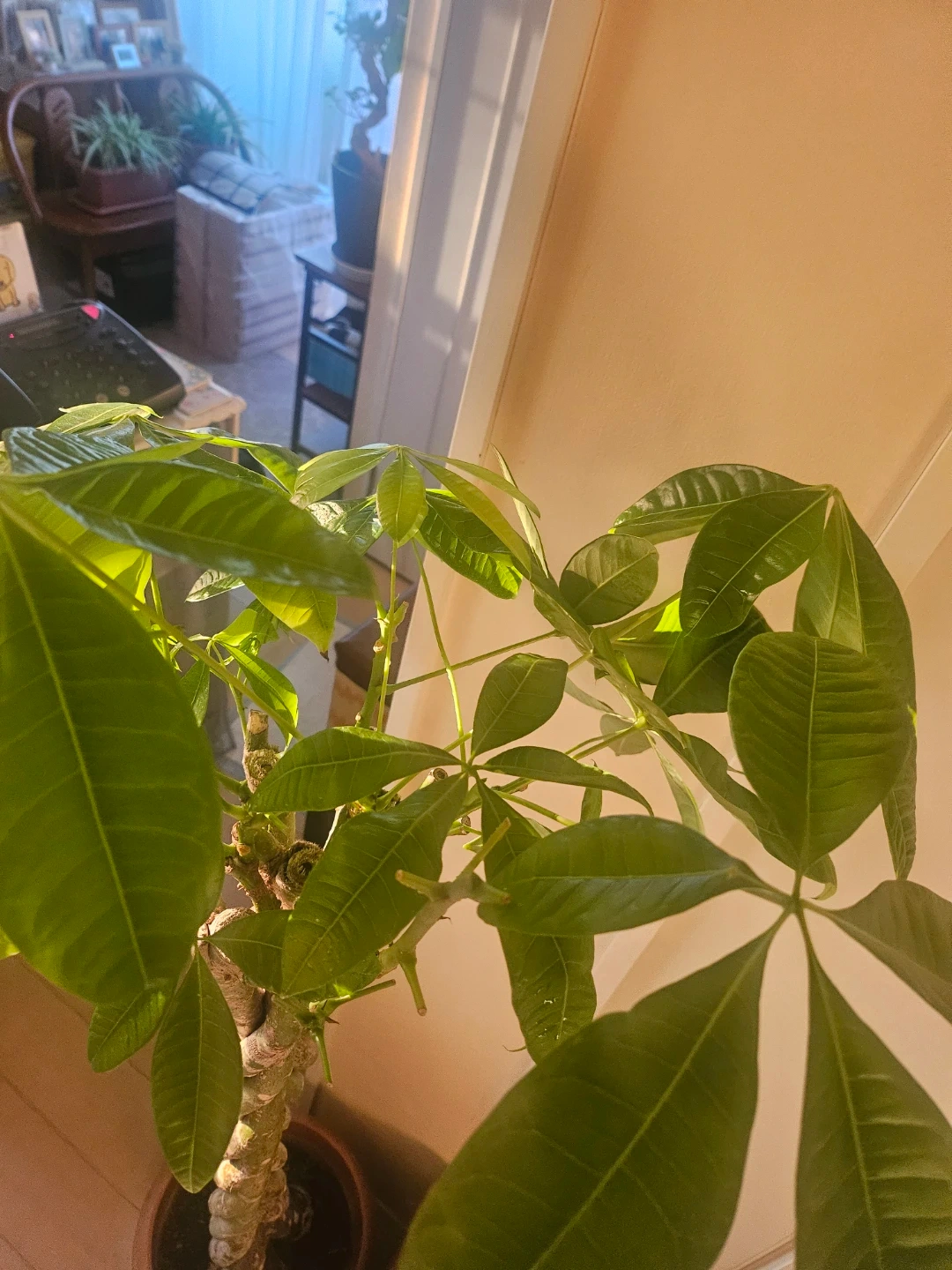 ◽大型パキラ◽編み込み◽観葉植物の写真6枚目
