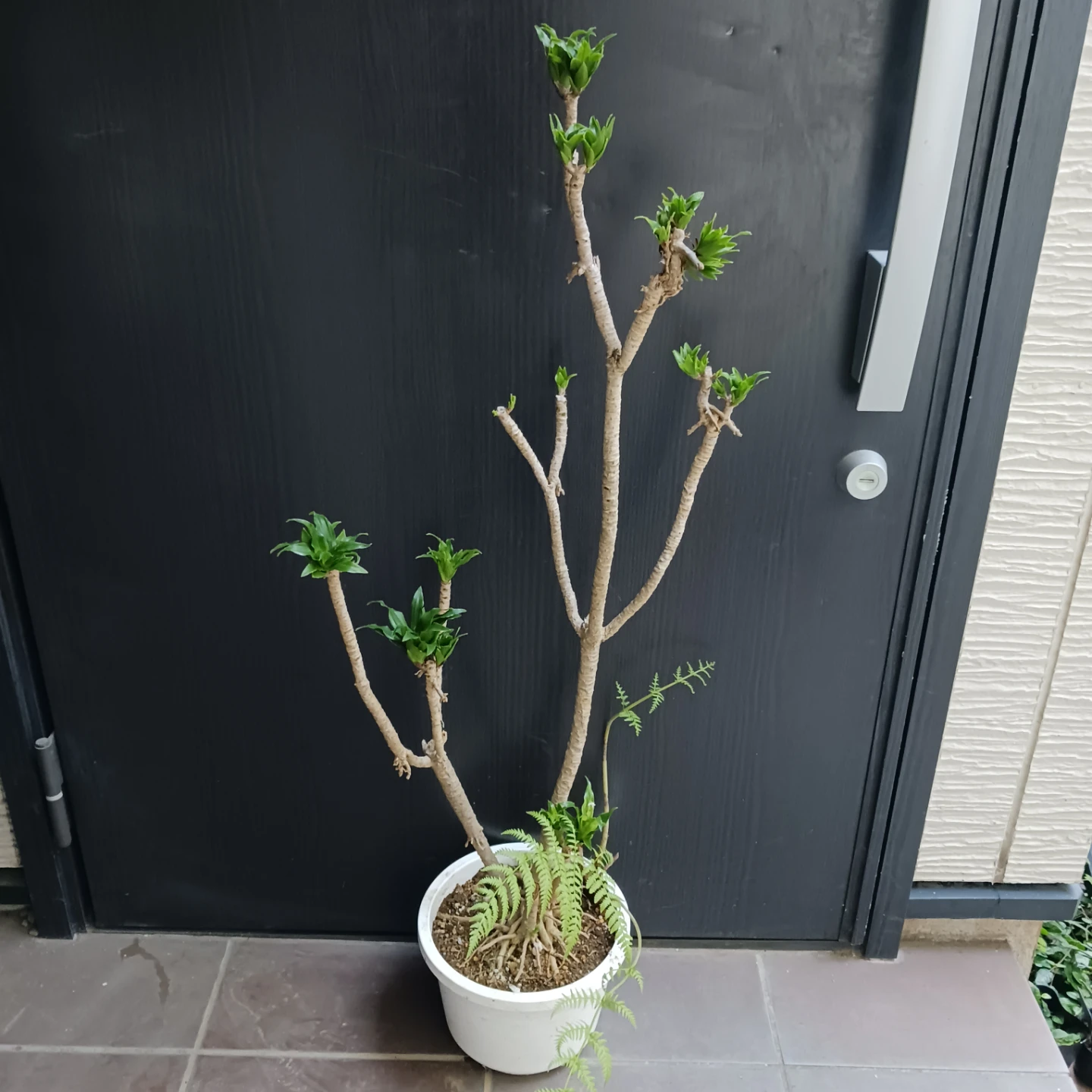 まとめ割り対象★ドラセナ コンパクタ 7号　観葉植物