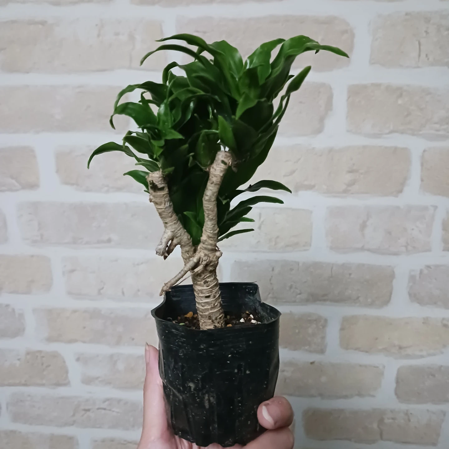 ドラセナコンパクタ 3号ポット苗 観葉植物の写真3枚目
