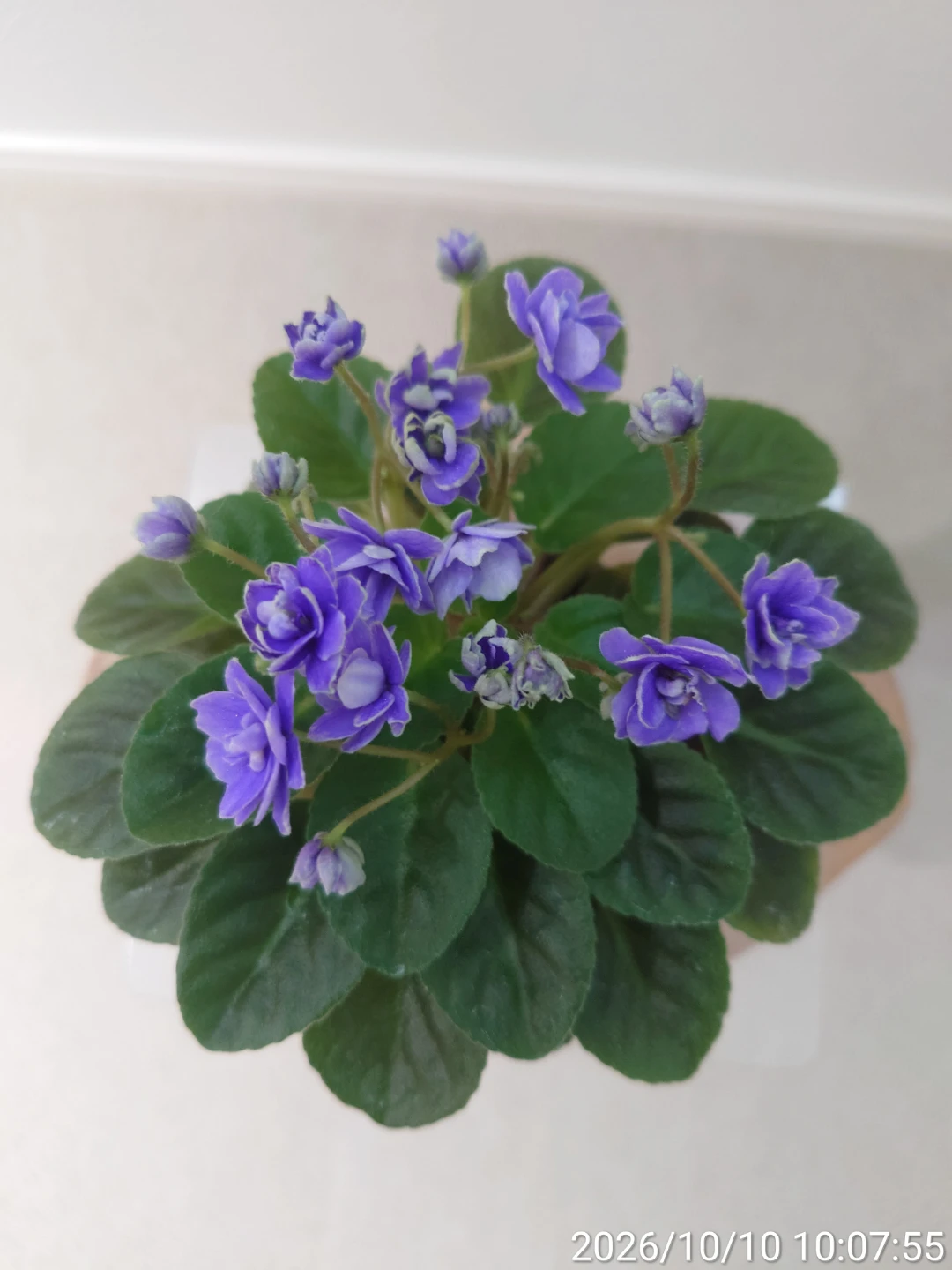 セントポーリア 鉢植え 紫の花 八重咲きの写真3枚目