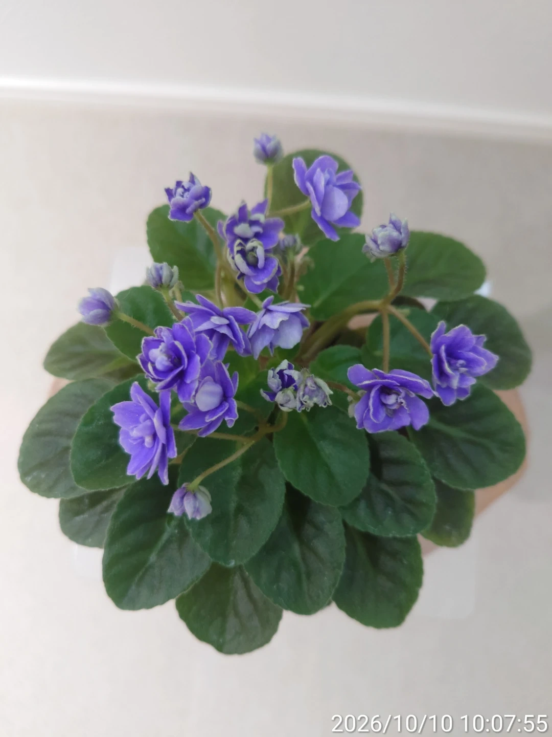 セントポーリア 鉢植え 紫の花 八重咲きの写真3枚目
