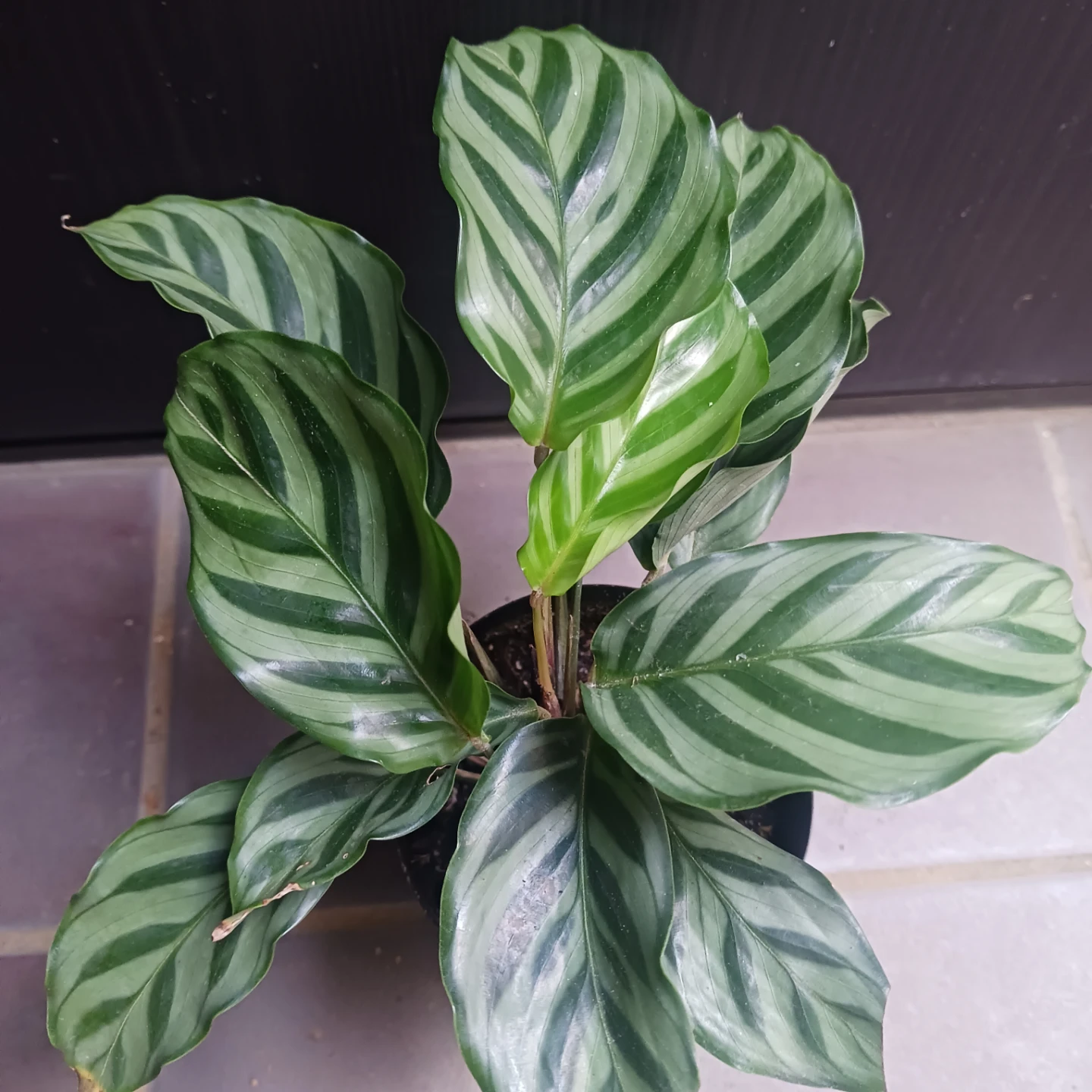 カラテア　フレディ　3号ロング　硬質ポット　観葉植物の写真3枚目