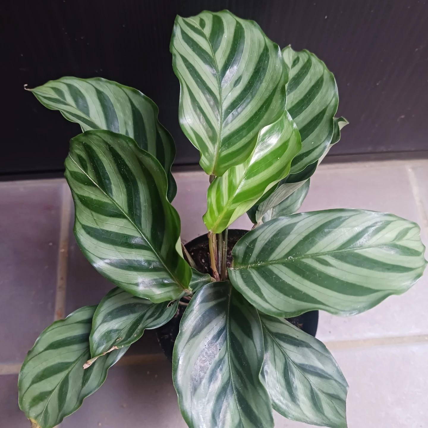 カラテア フレディ 3号ロング 硬質ポット 観葉植物の写真3枚目
