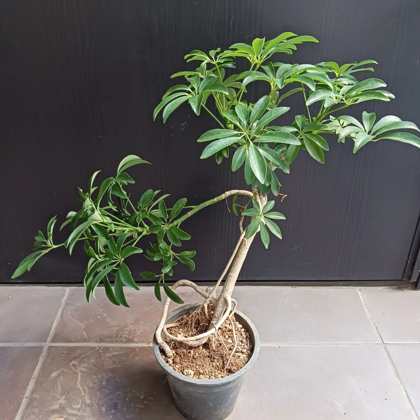 13 シェフレラ　コンパクタ　5号　観葉植物　クイーン　ホンコンの写真2枚目