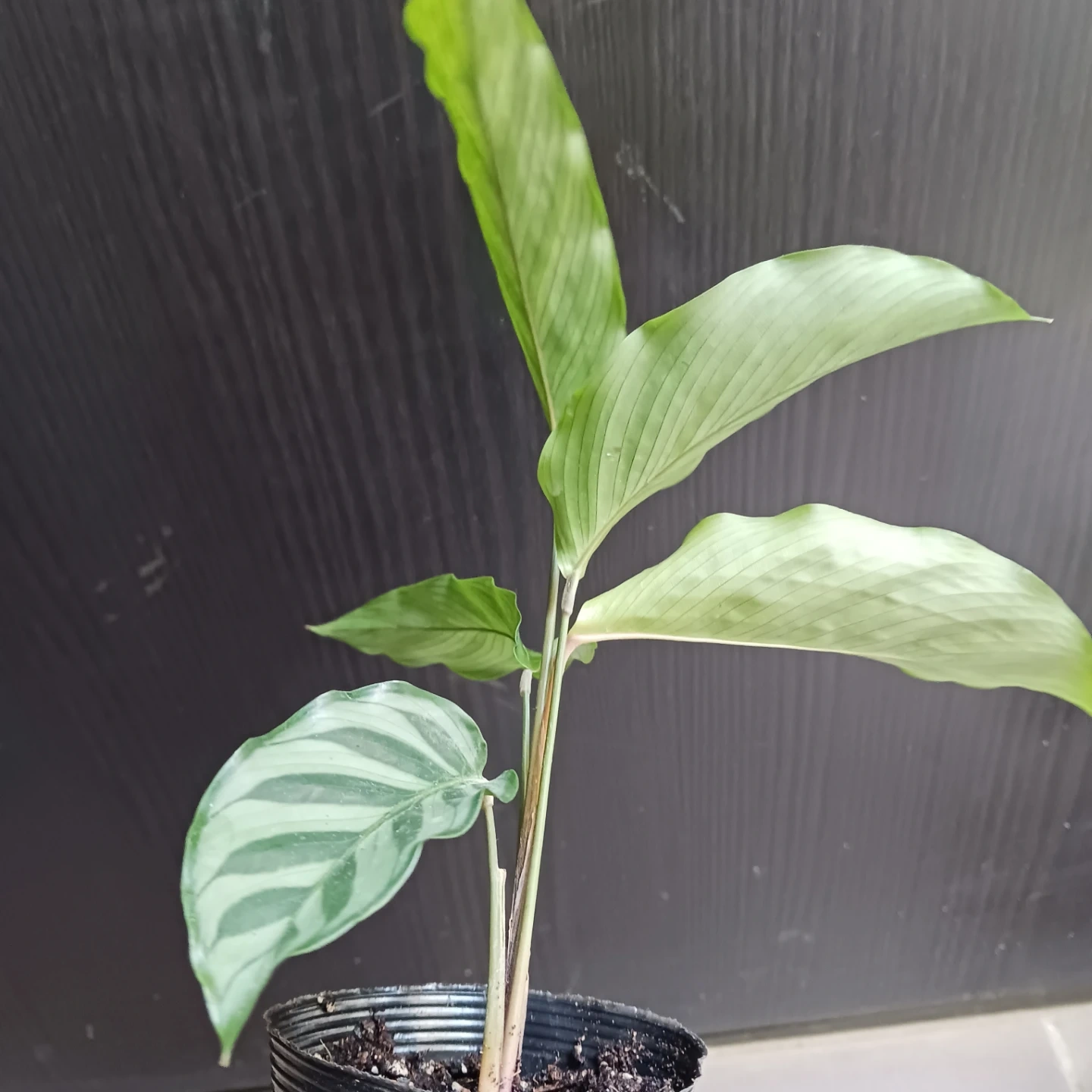 カラテア フレディ 2.5号ポット苗 観葉植物の写真9枚目