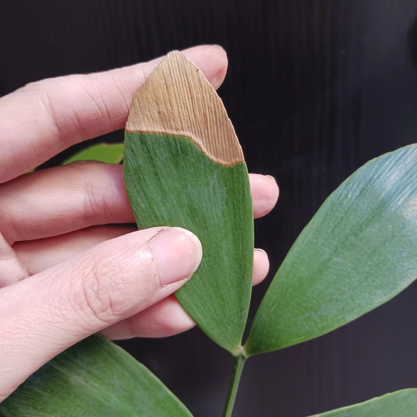 メキシコソテツ ザミア 4号 観葉植物の写真6枚目