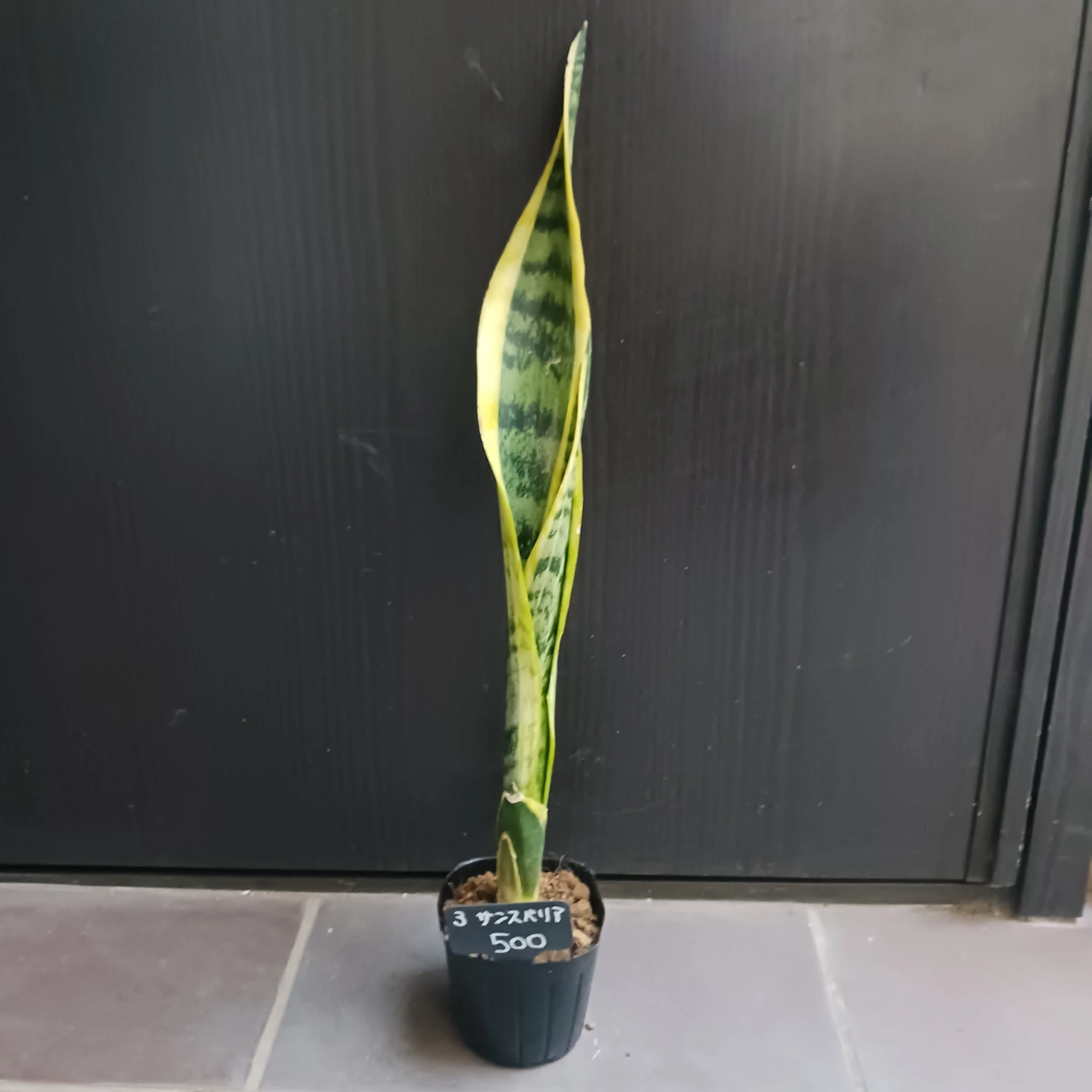 3 サンセベリア　3号ポット苗　ローレンチ　サンセベリア　観葉植物