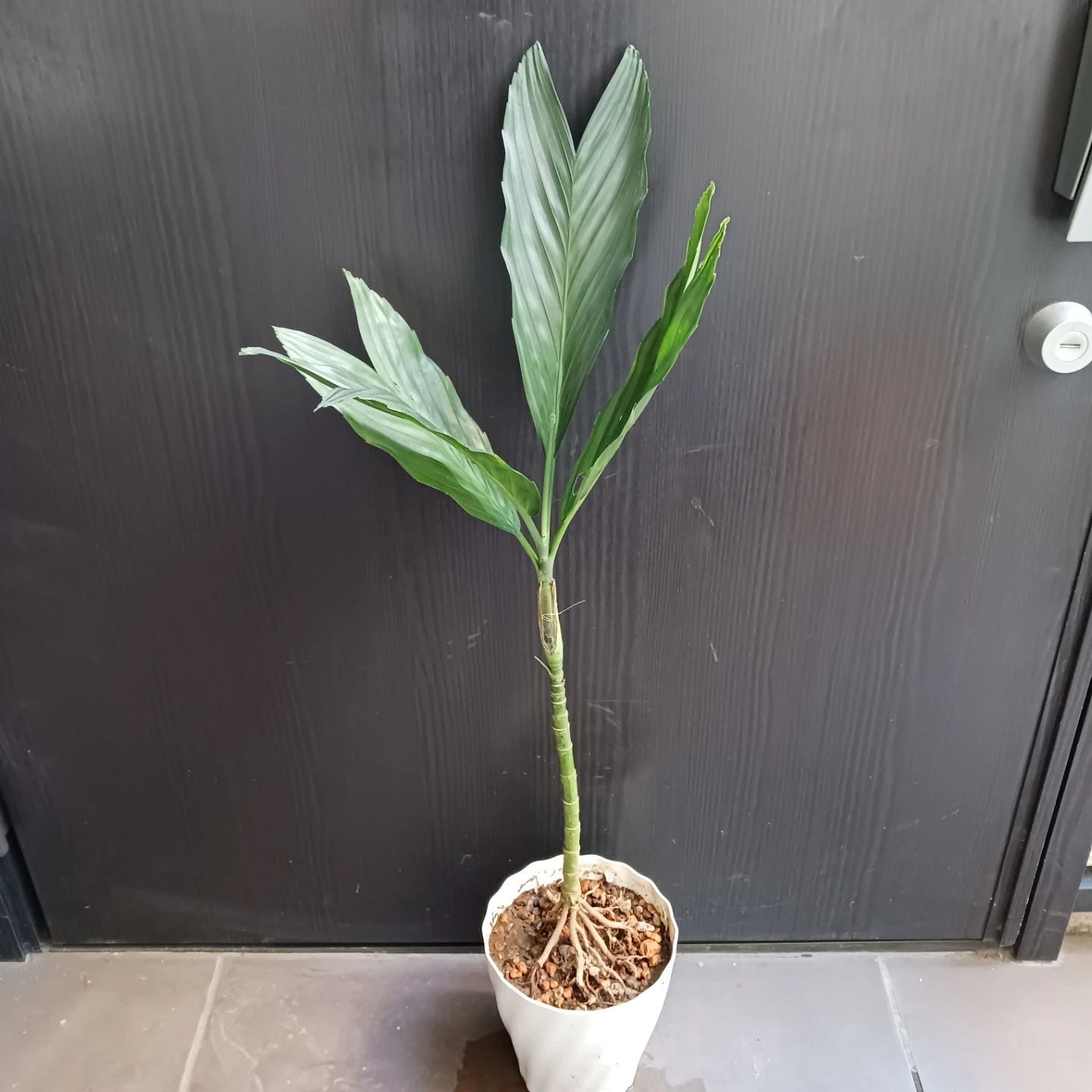 まとめ買い対象★レア★4 テネラ　5号 根上がり　ヤシ　観葉植物