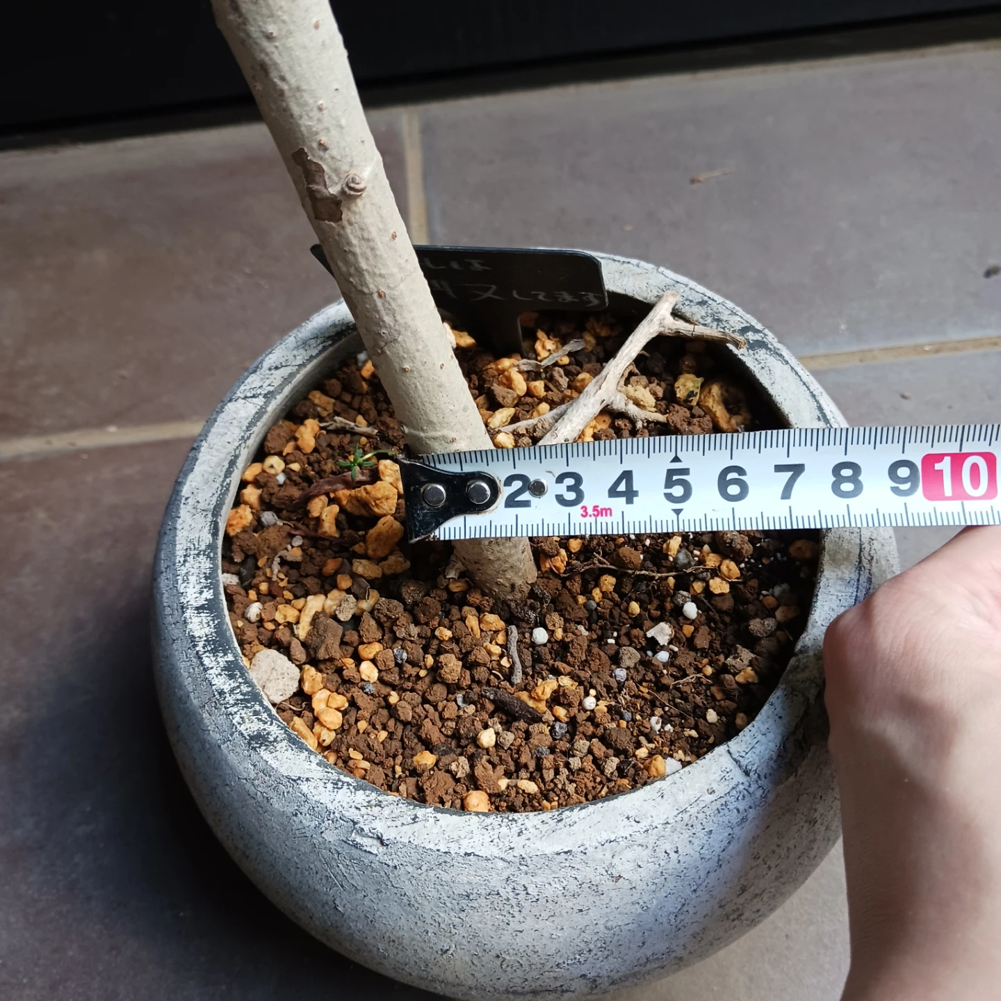 シェフレラコンパクタ　5号相当　観葉植物の写真8枚目