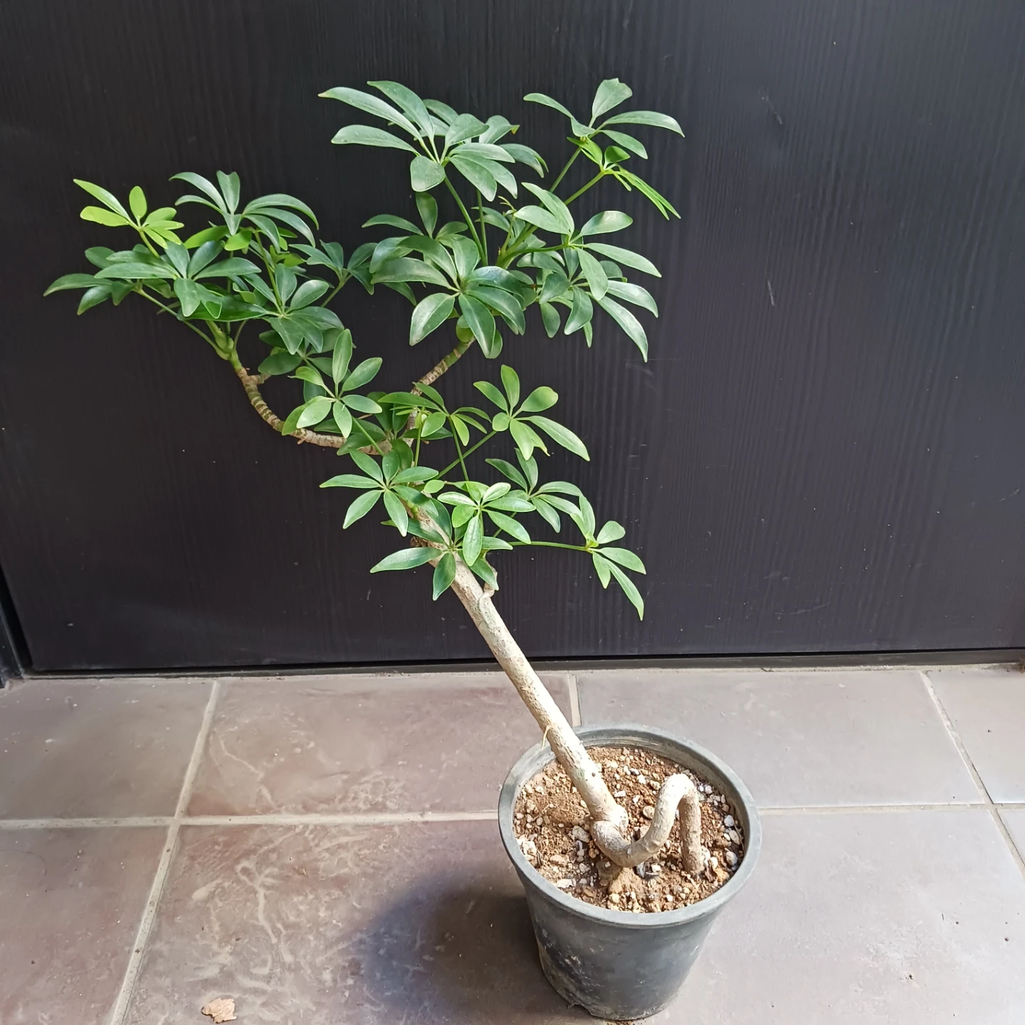 14 シェフレラ　コンパクタ　5号　ホンコン　観葉植物　クイーン