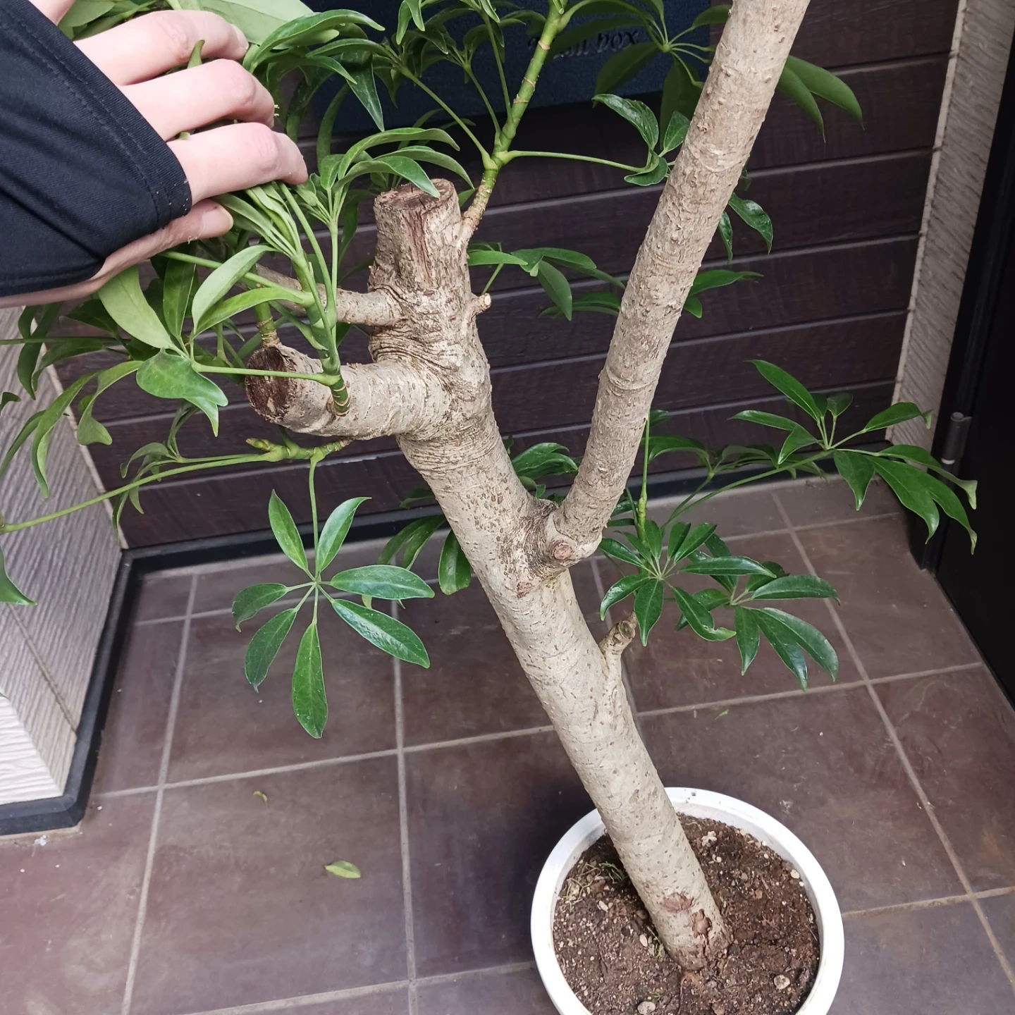 まとめ買い対象★4 シェフレラ 9号 観葉植物 大型 シンボルツリーの写真7枚目