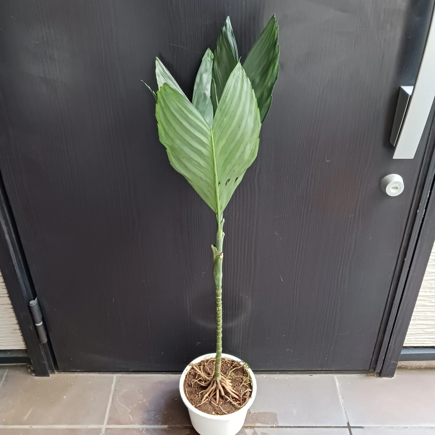 まとめ買い対象★レア★3 テネラ　根上がり 6号　ヤシ　観葉植物の写真2枚目