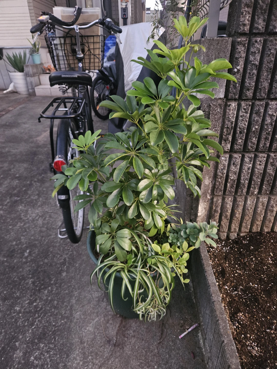 シェフレラ 観葉植物 寄せ植えの写真4枚目