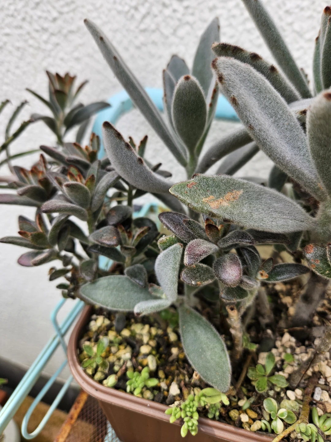 兎系　 寄せ植え  多肉植物の写真4枚目