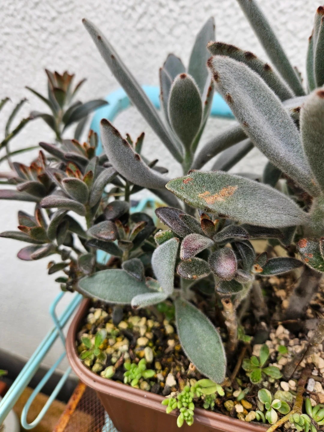 兎系 寄せ植え 多肉植物の写真4枚目