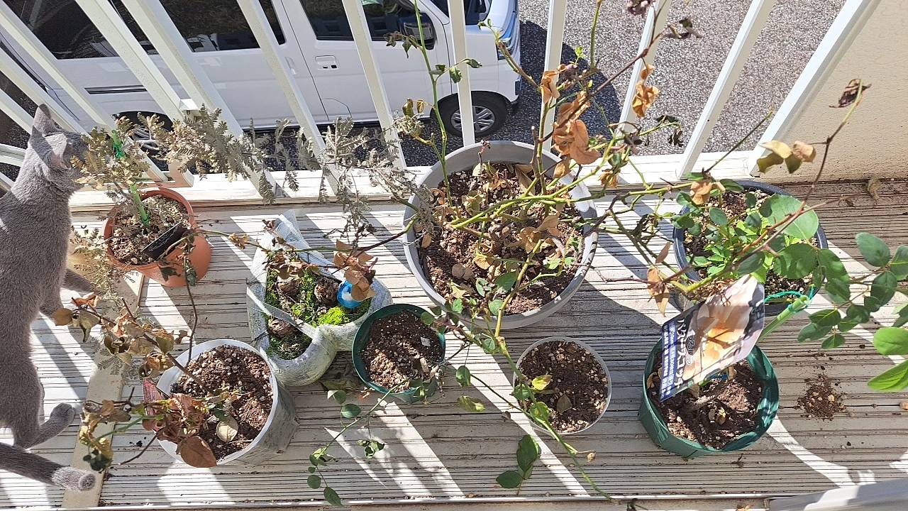 バラ苗 パピ・デルバール他 鉢植えセット