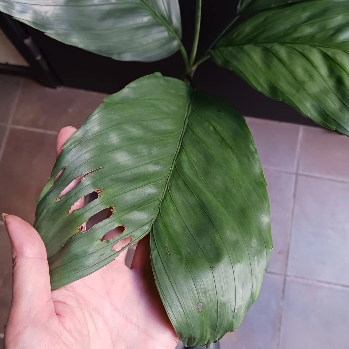 まとめ買い対象★レア★2 テネラ　7号相当　ヤシ　観葉植物の写真8枚目