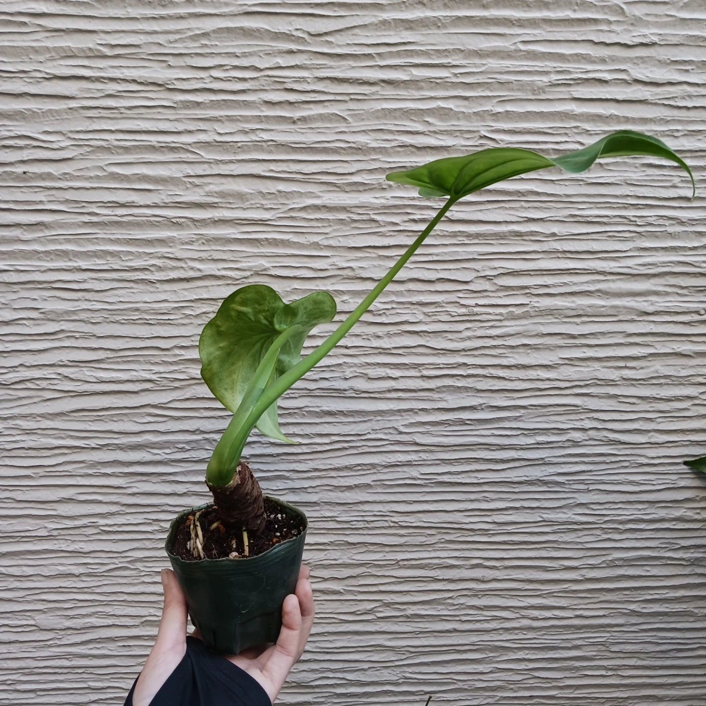 クワズイモ アロカシア オドラ 3号 観葉植物の写真2枚目