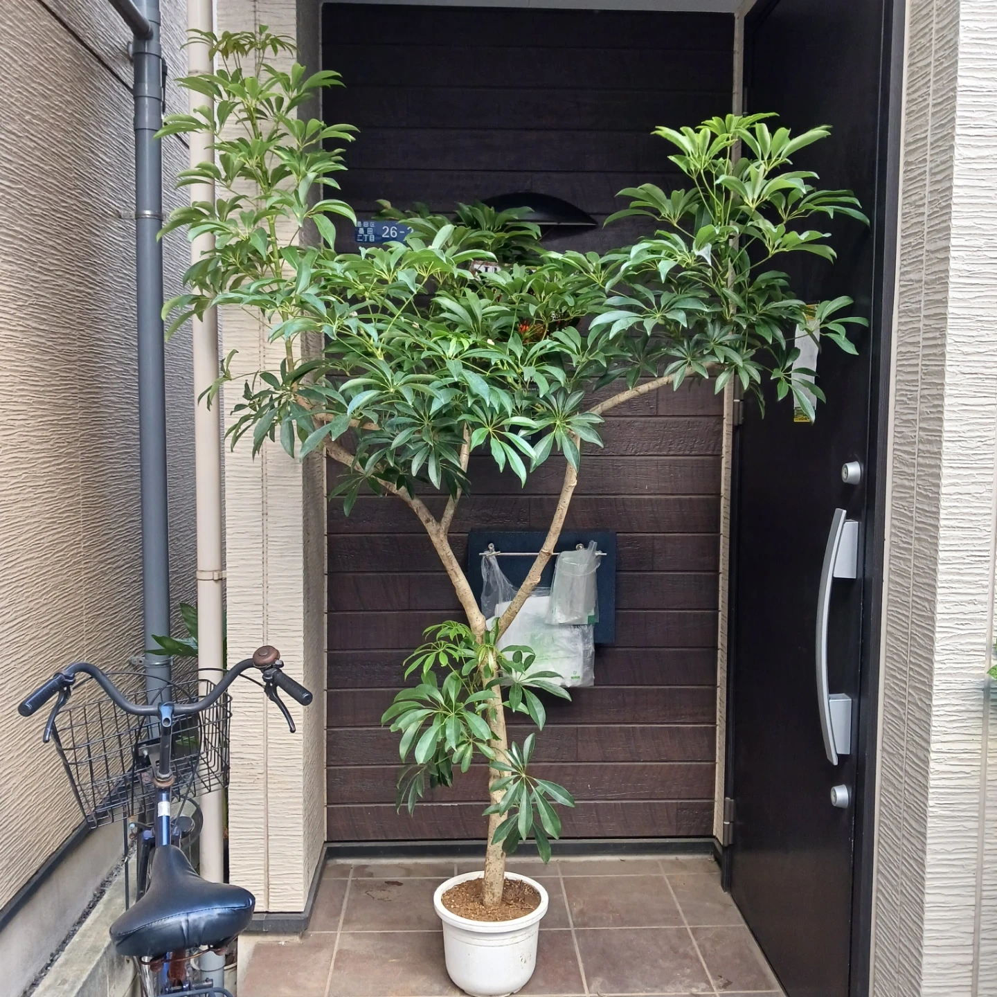 まとめ買い対象★2 シェフレラ 9号 観葉植物