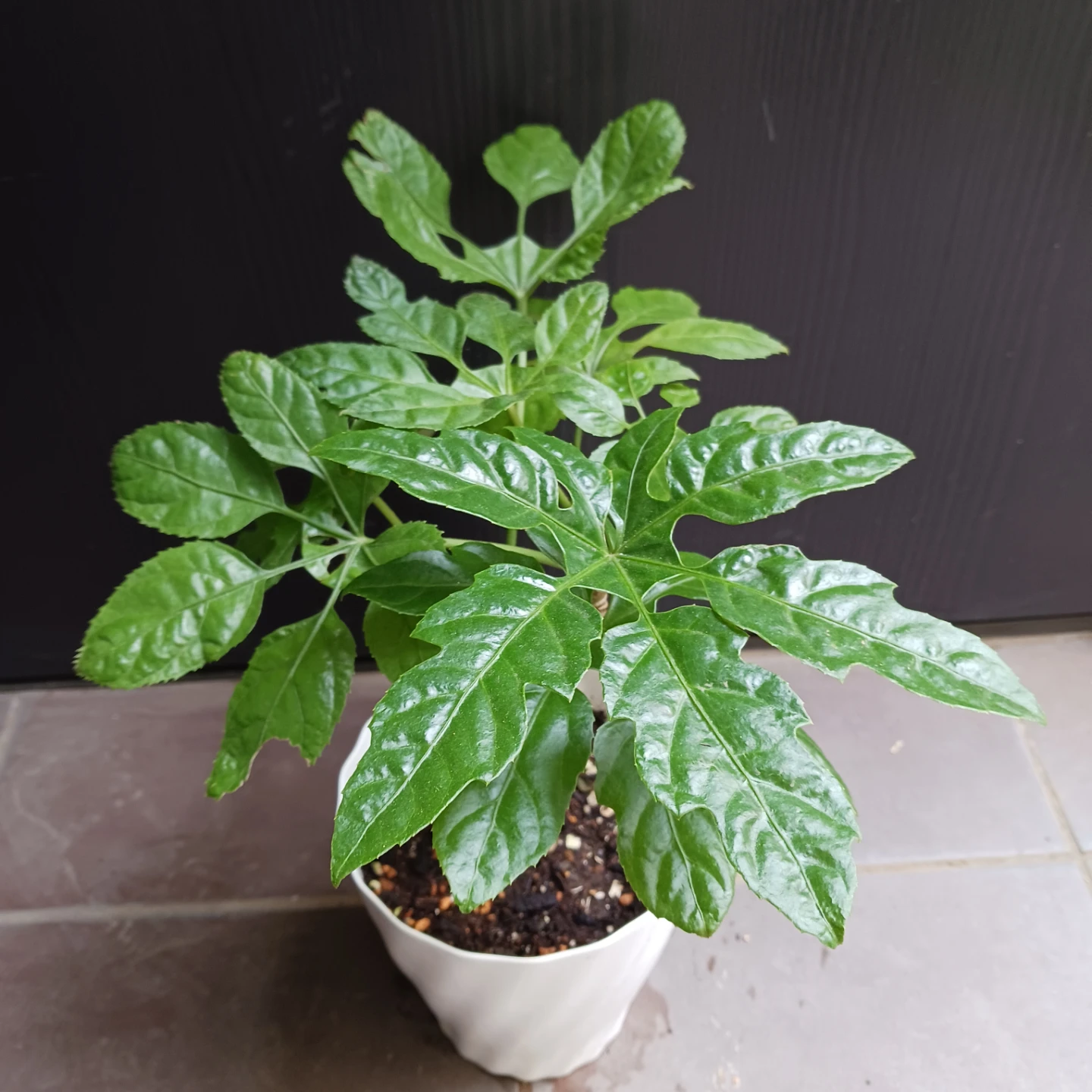 レア★10 トラベシア　パルマータ　5号　観葉植物　希少