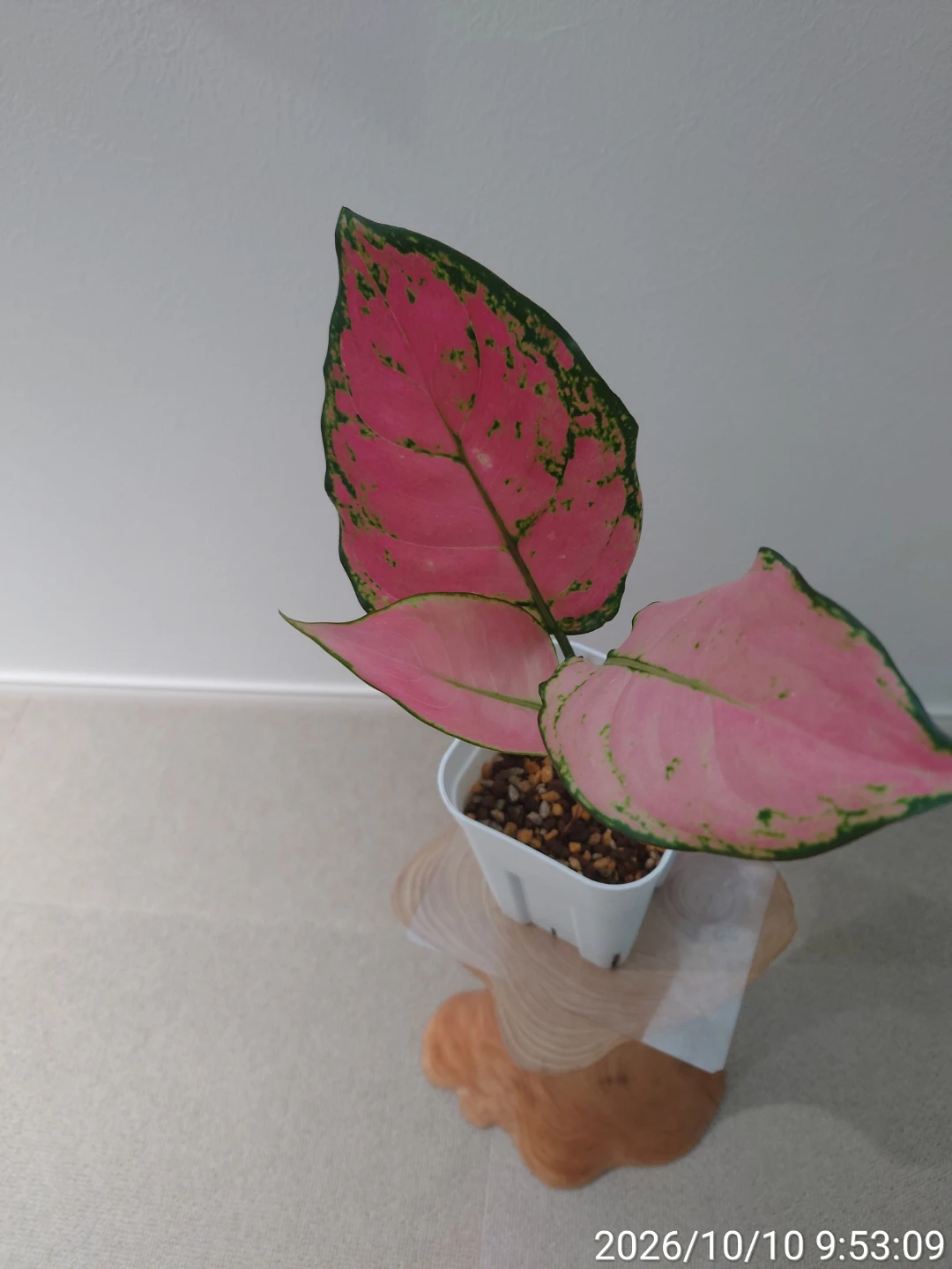 アグラオネマ ピンクバレンタイン 観葉植物 白鉢