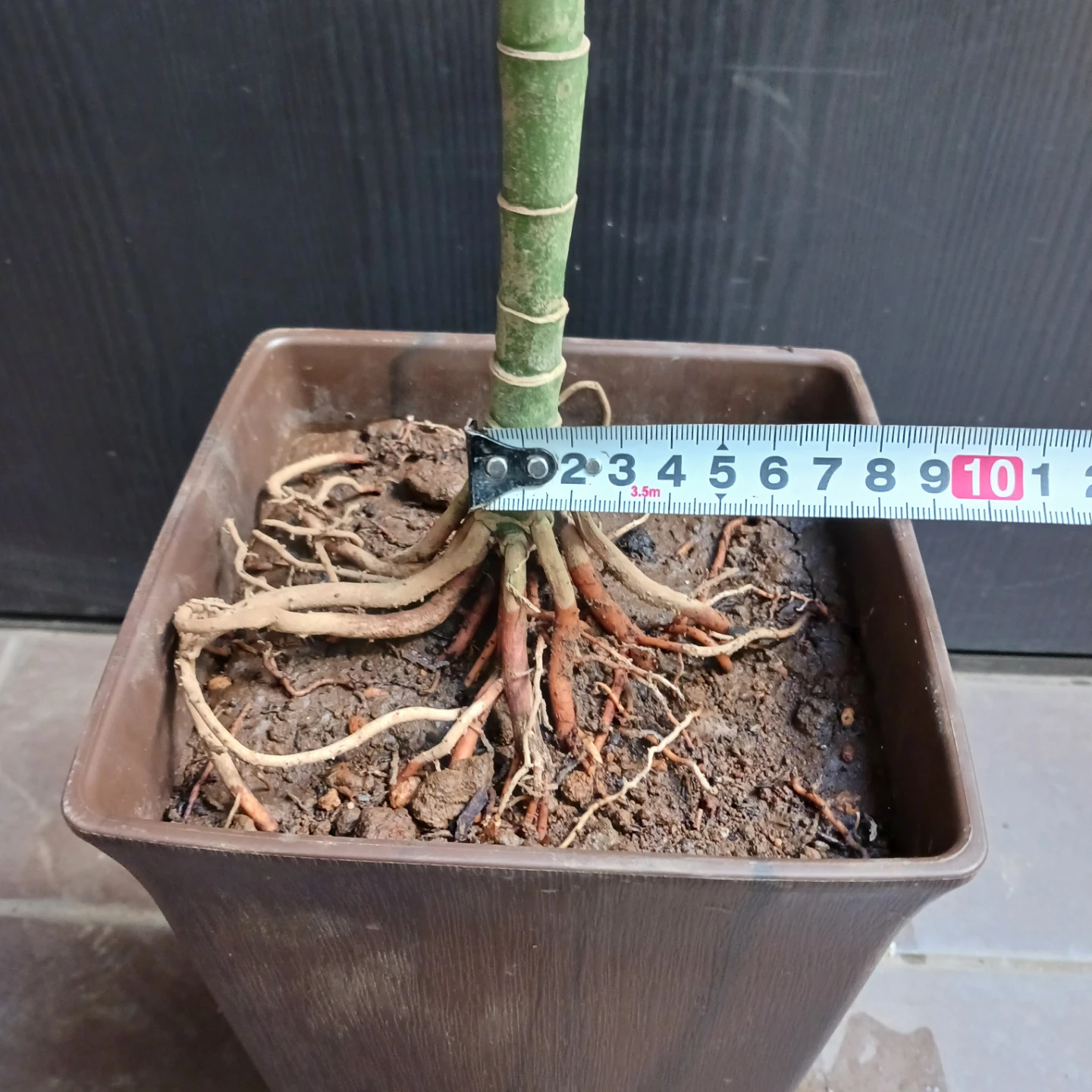 まとめ買い対象★レア★2 テネラ　7号相当　ヤシ　観葉植物の写真10枚目